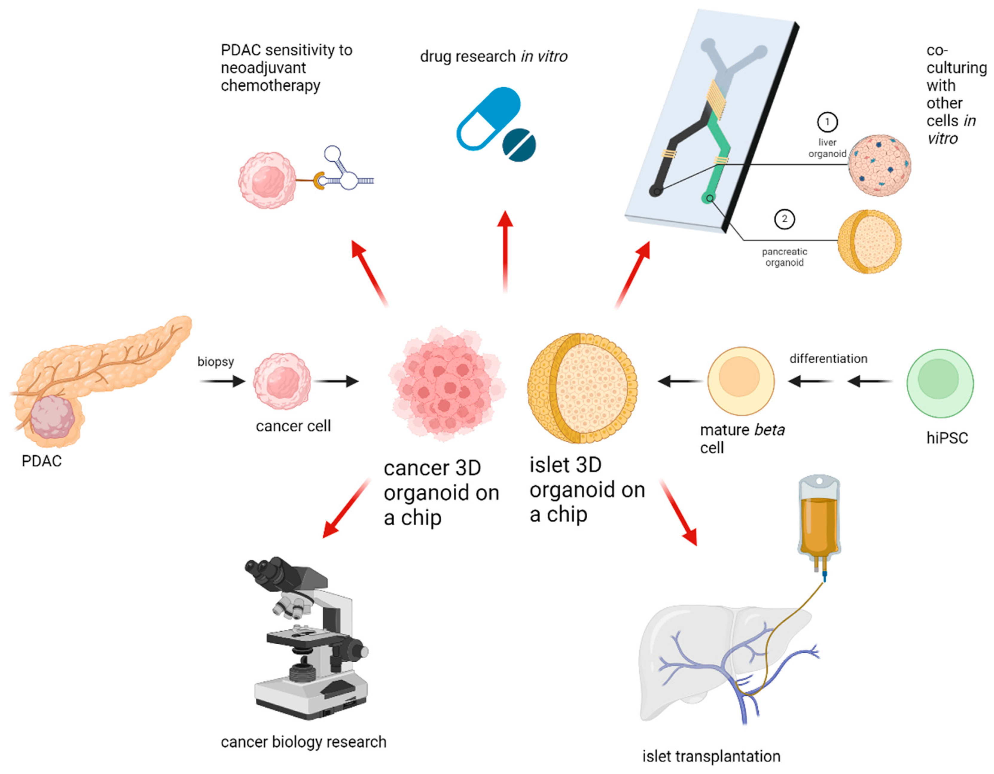 Medicina 61 00623 g002