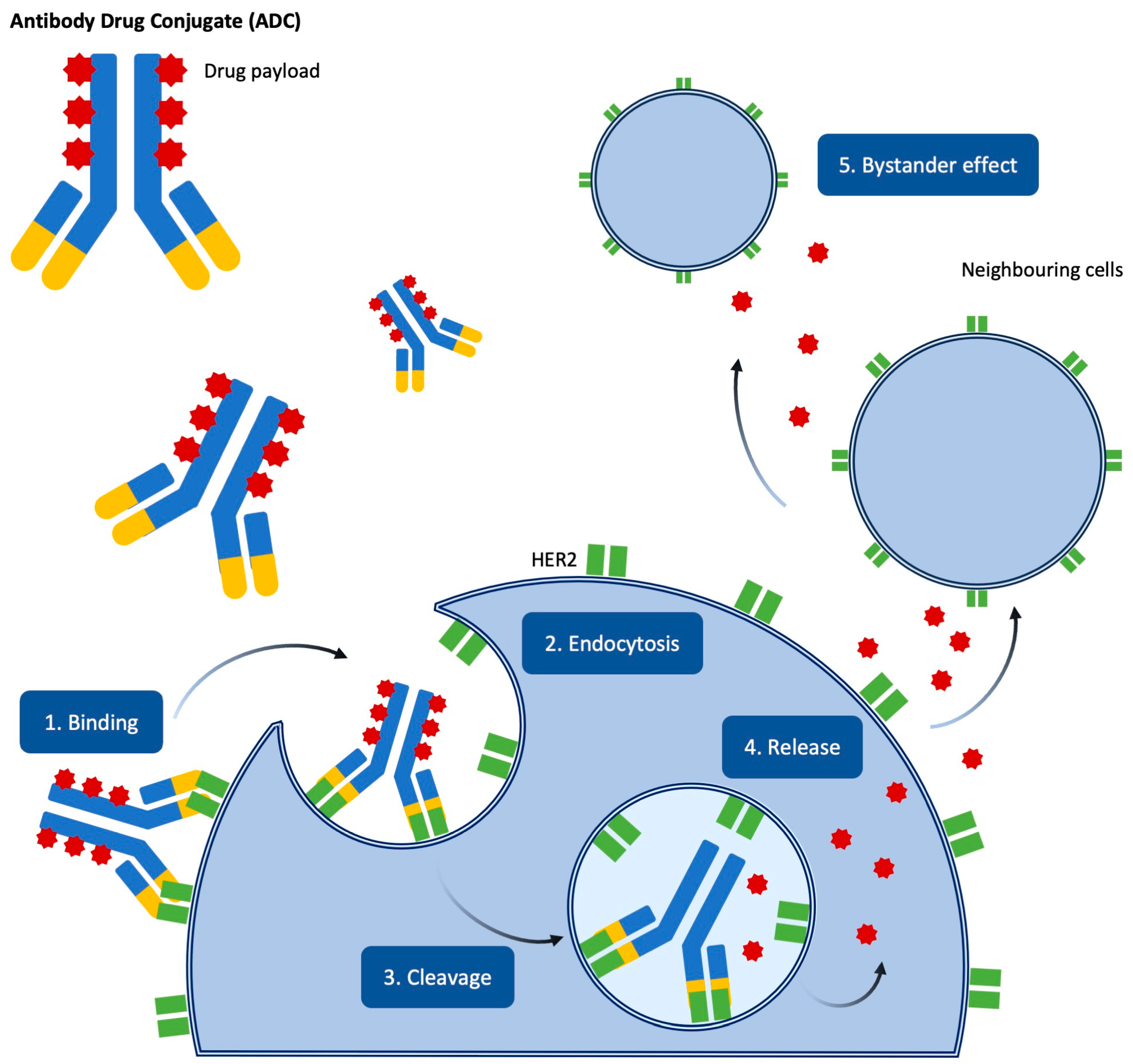 Medicina 61 00644 g002