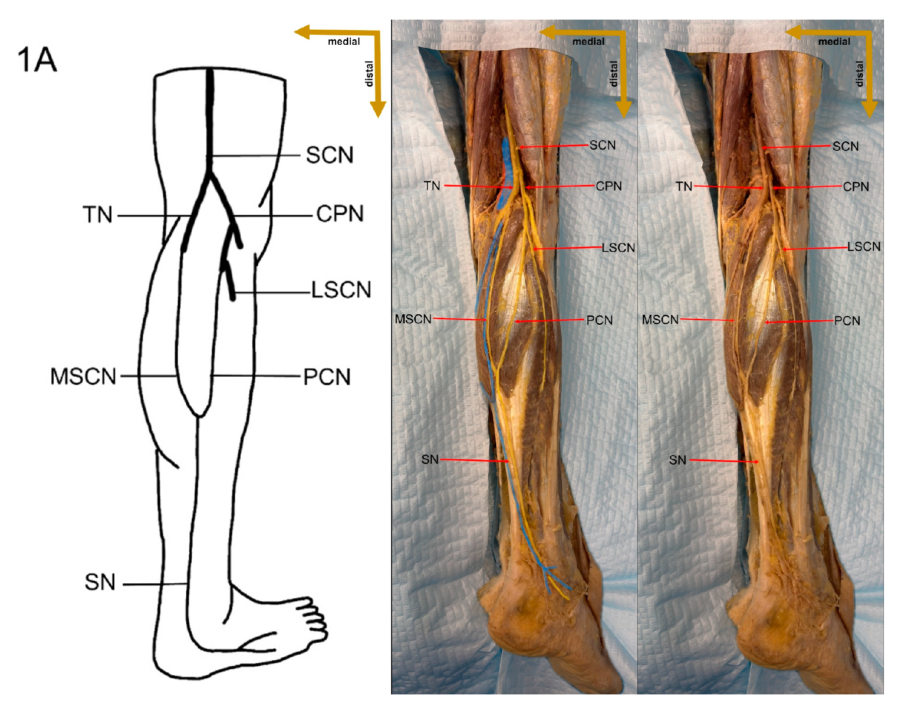 Medicina 61 00671 g003