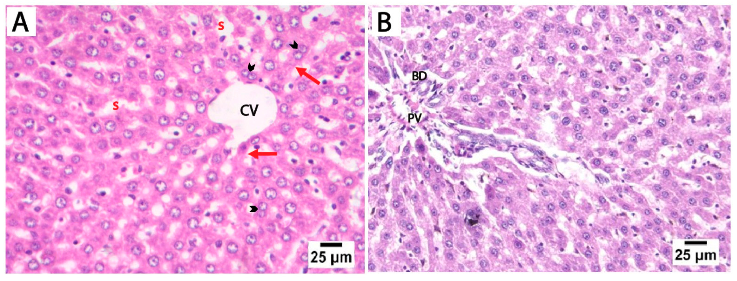 Medicina 61 00751 g002