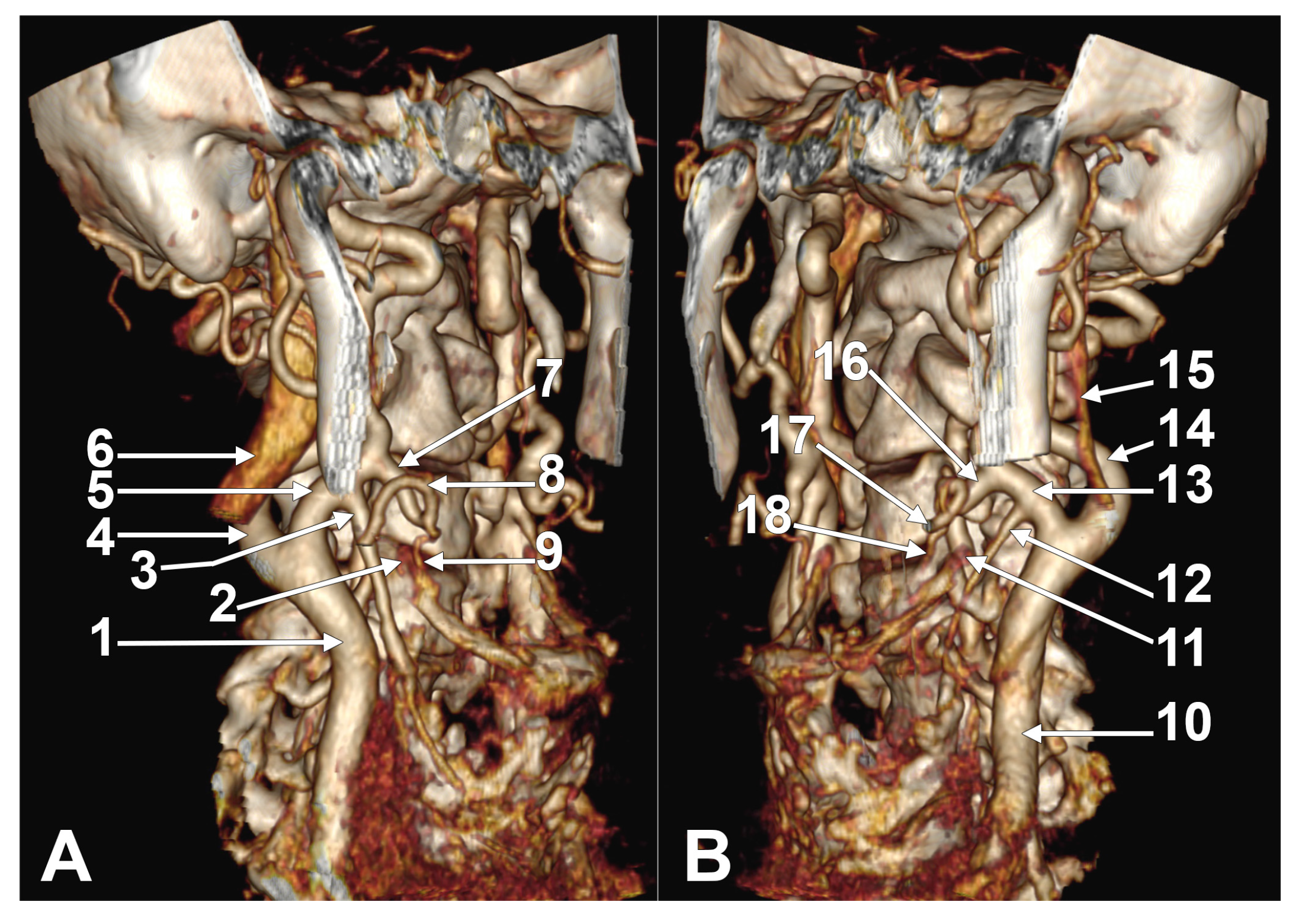 Medicina 61 00775 g005