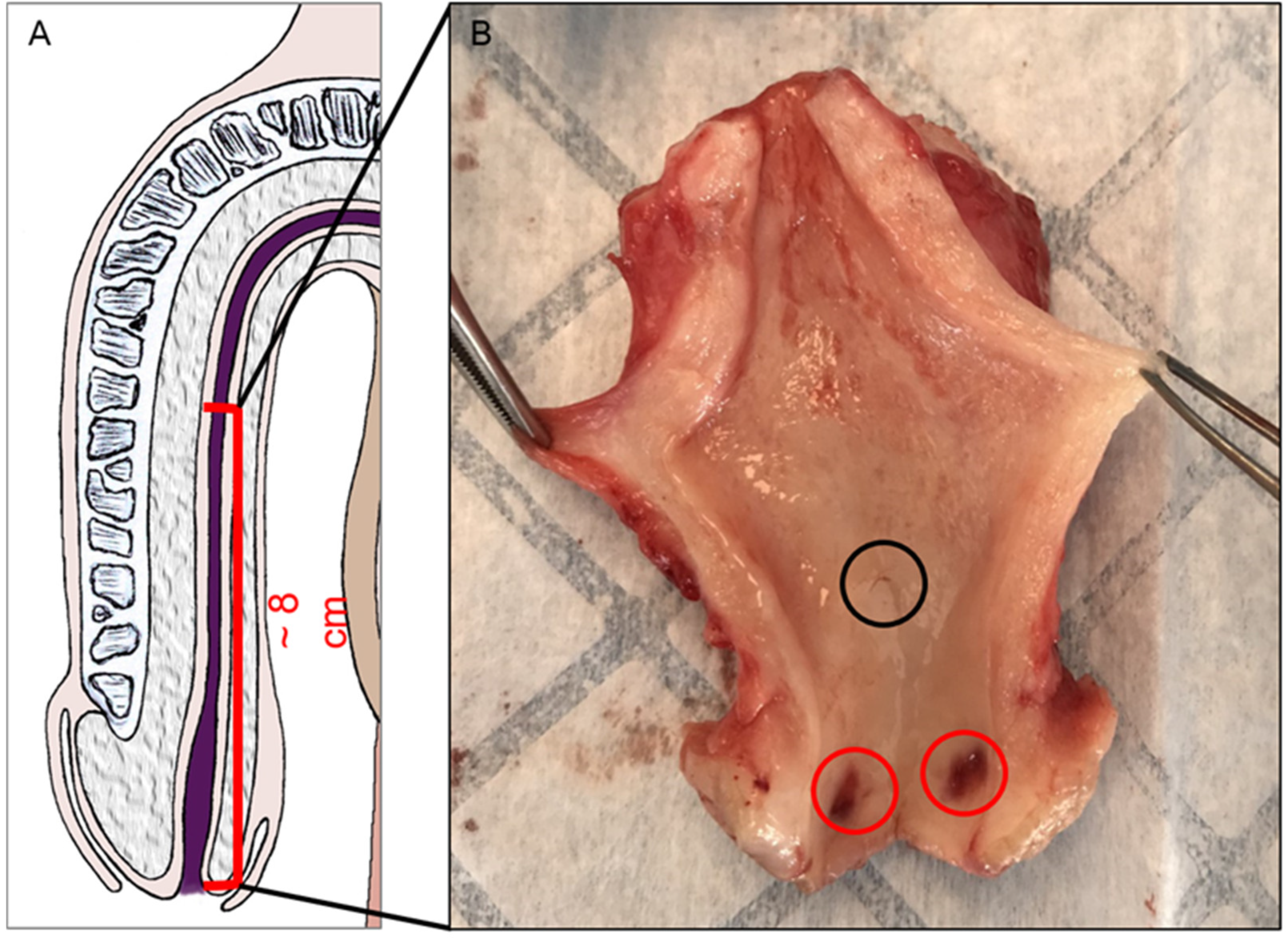 Medicina 61 00788 g001