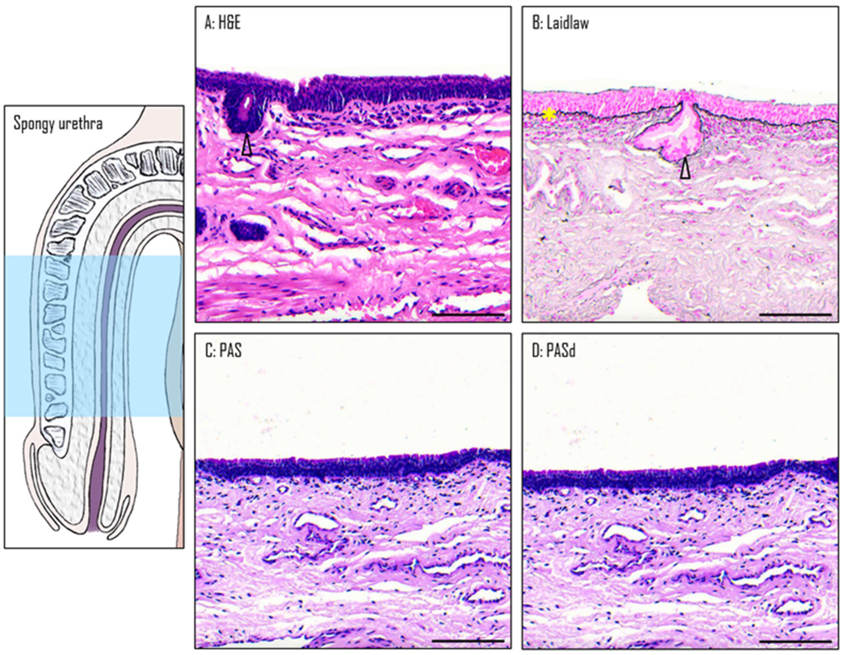 Medicina 61 00788 g006