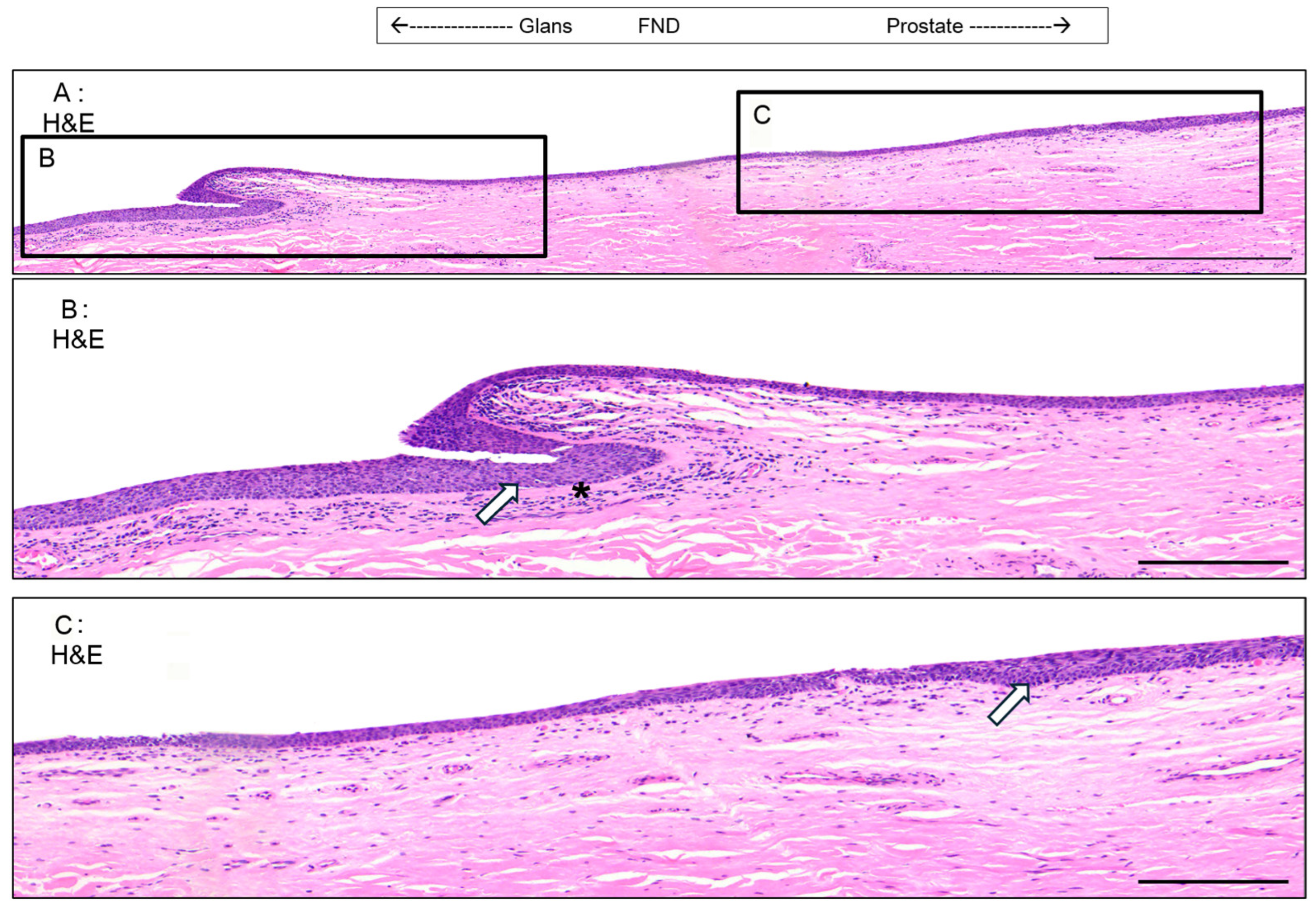 Medicina 61 00788 g008
