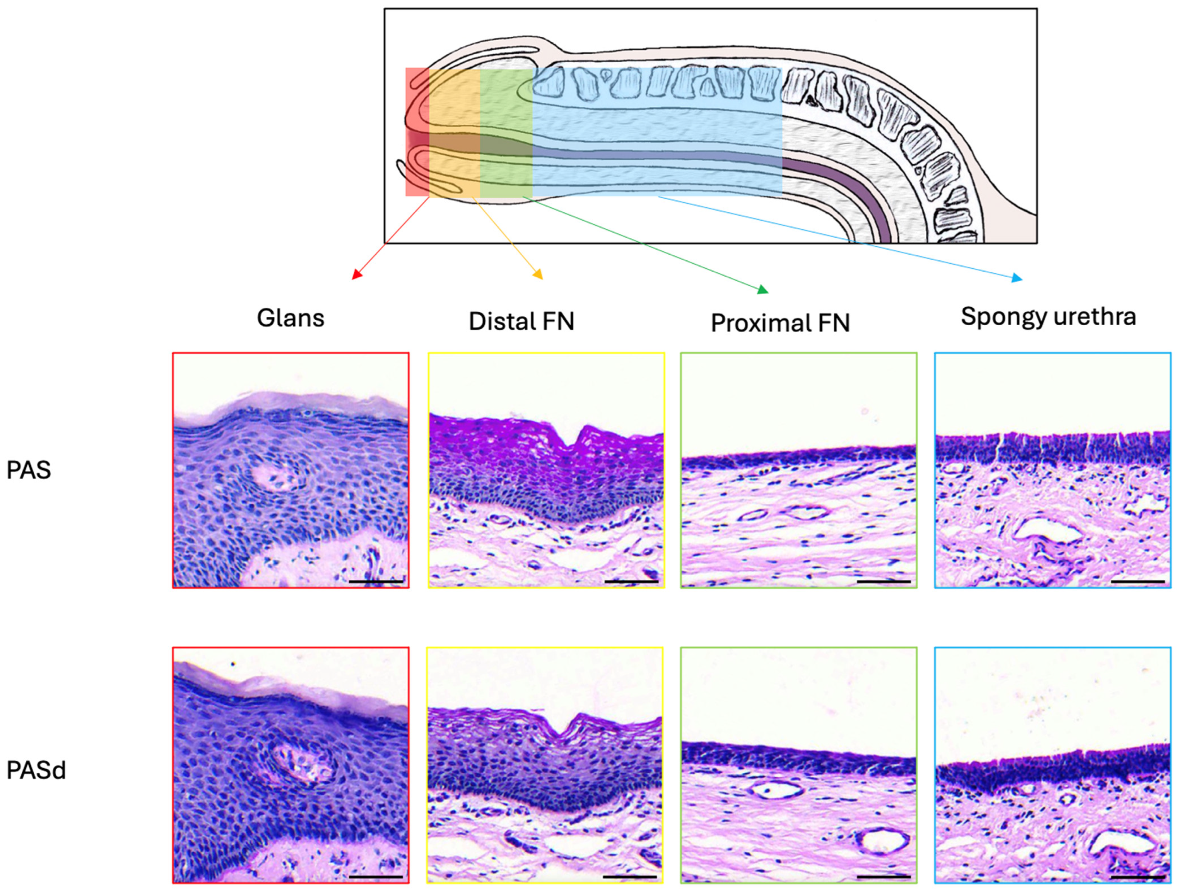 Medicina 61 00788 g011