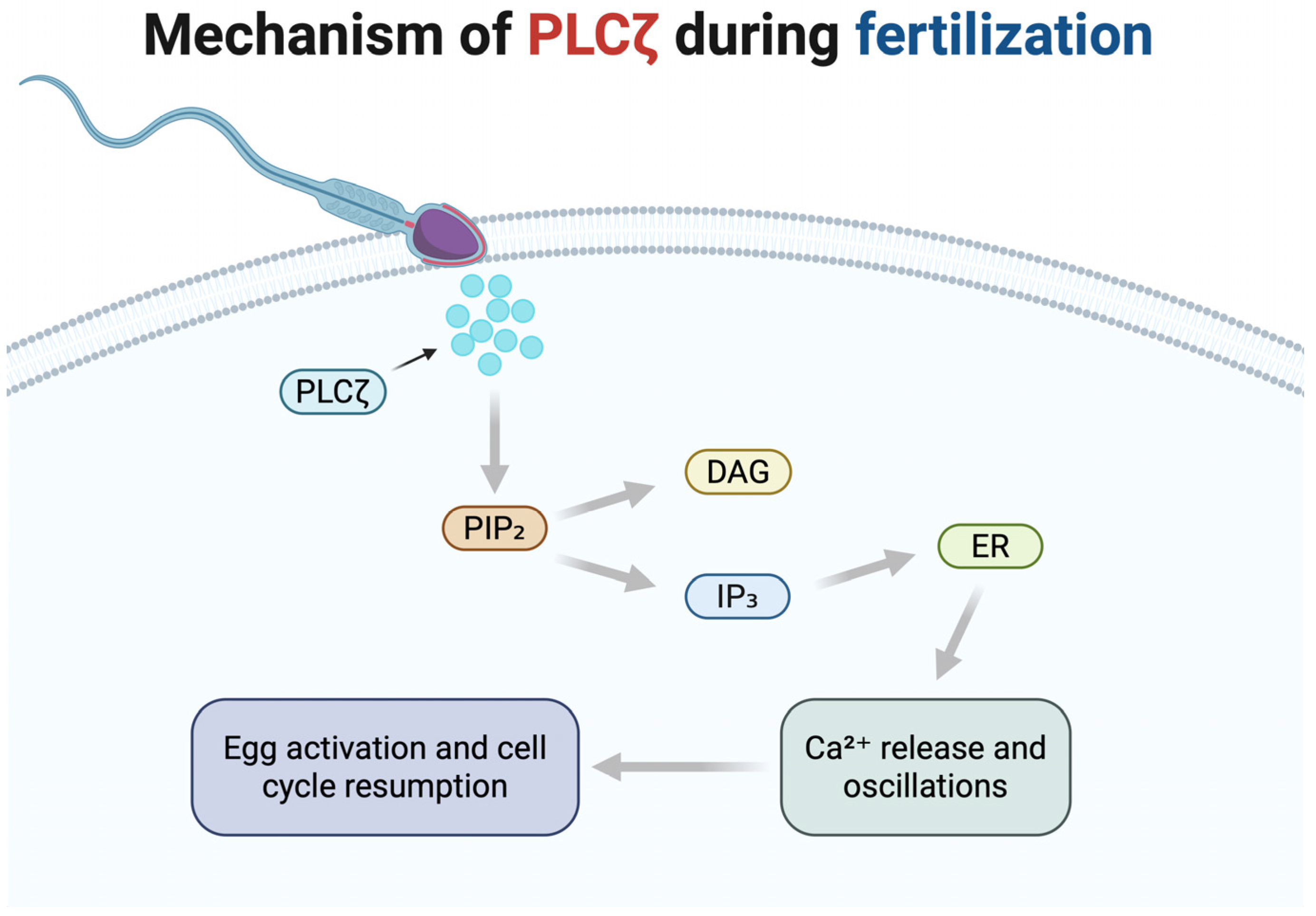 Medicina 61 00963 g001