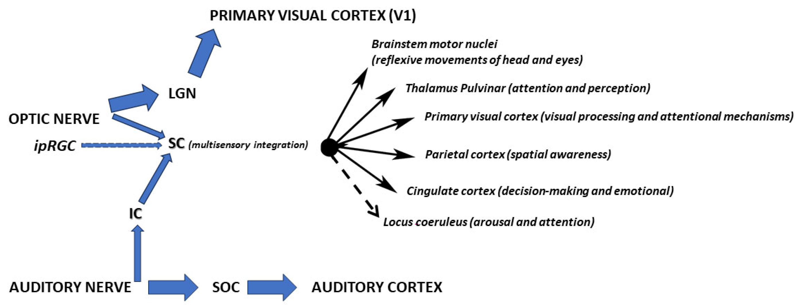 Medicina 61 01009 g001 Medicina 61 01009 g001