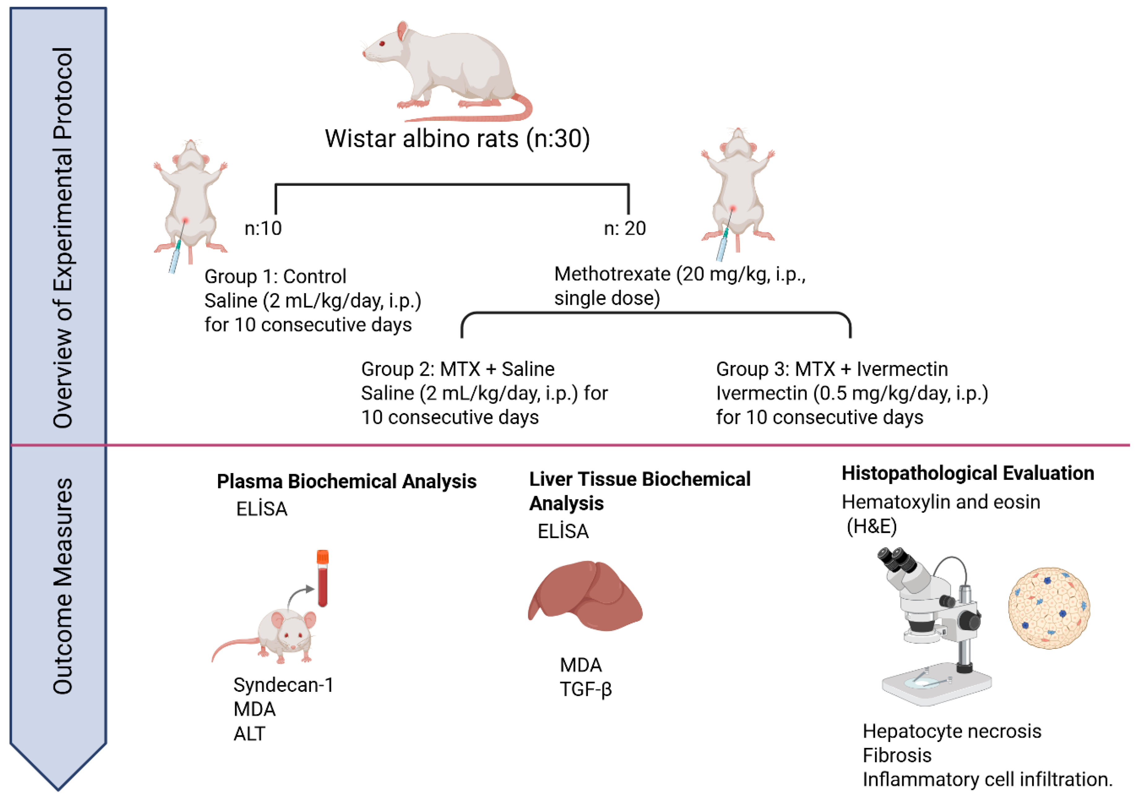 Medicina 61 01036 g001