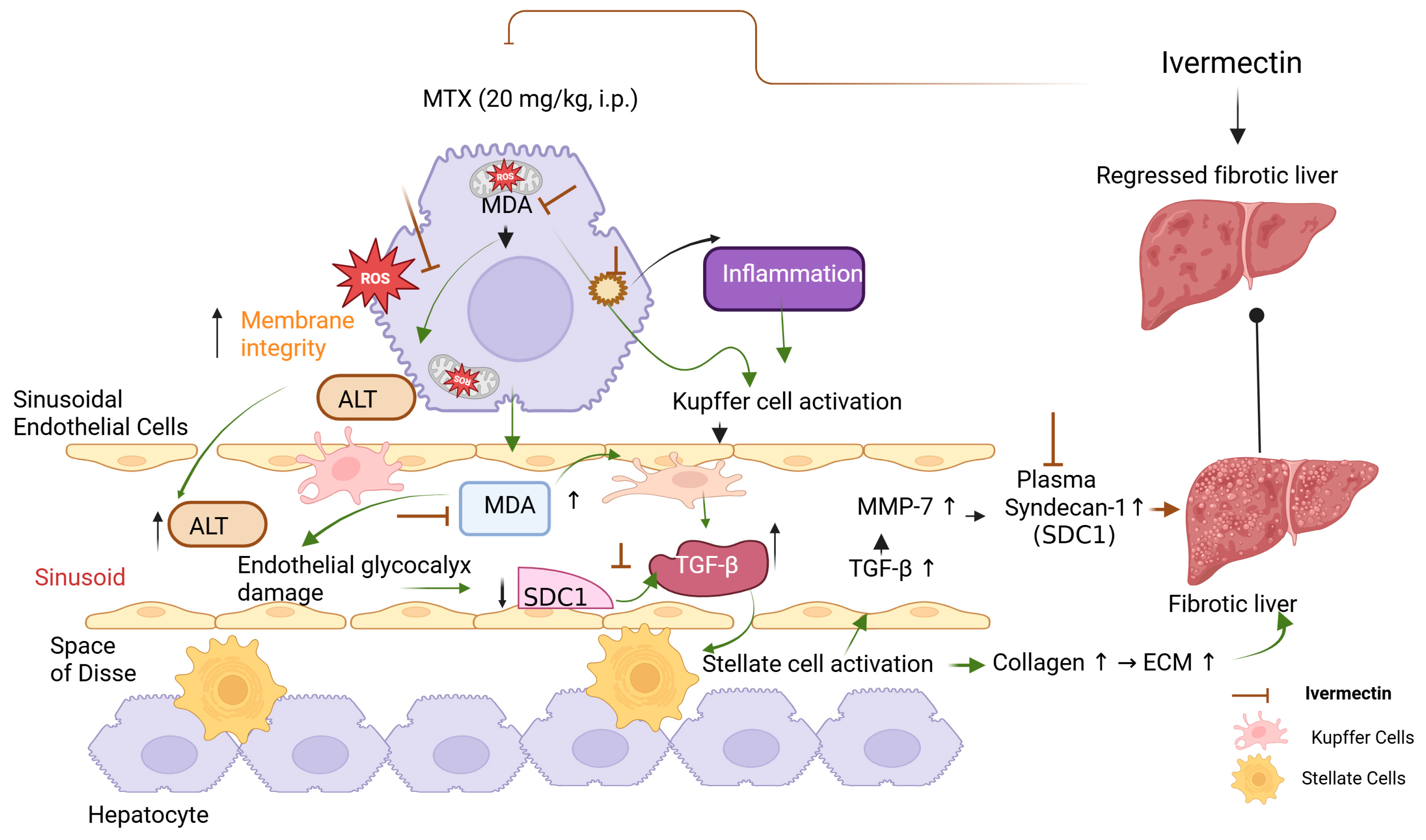 Medicina 61 01036 g005