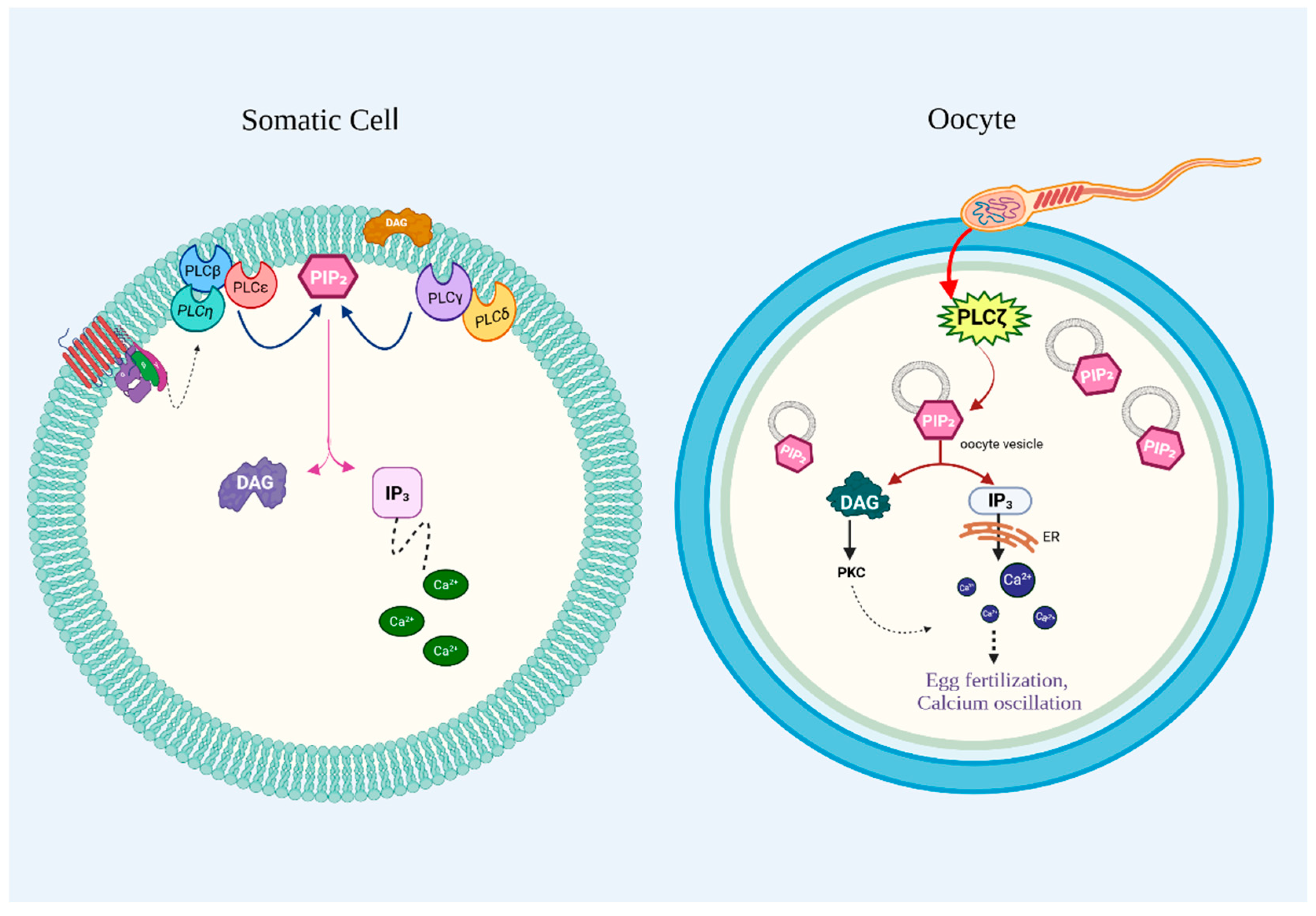 Medicina 61 01054 g003