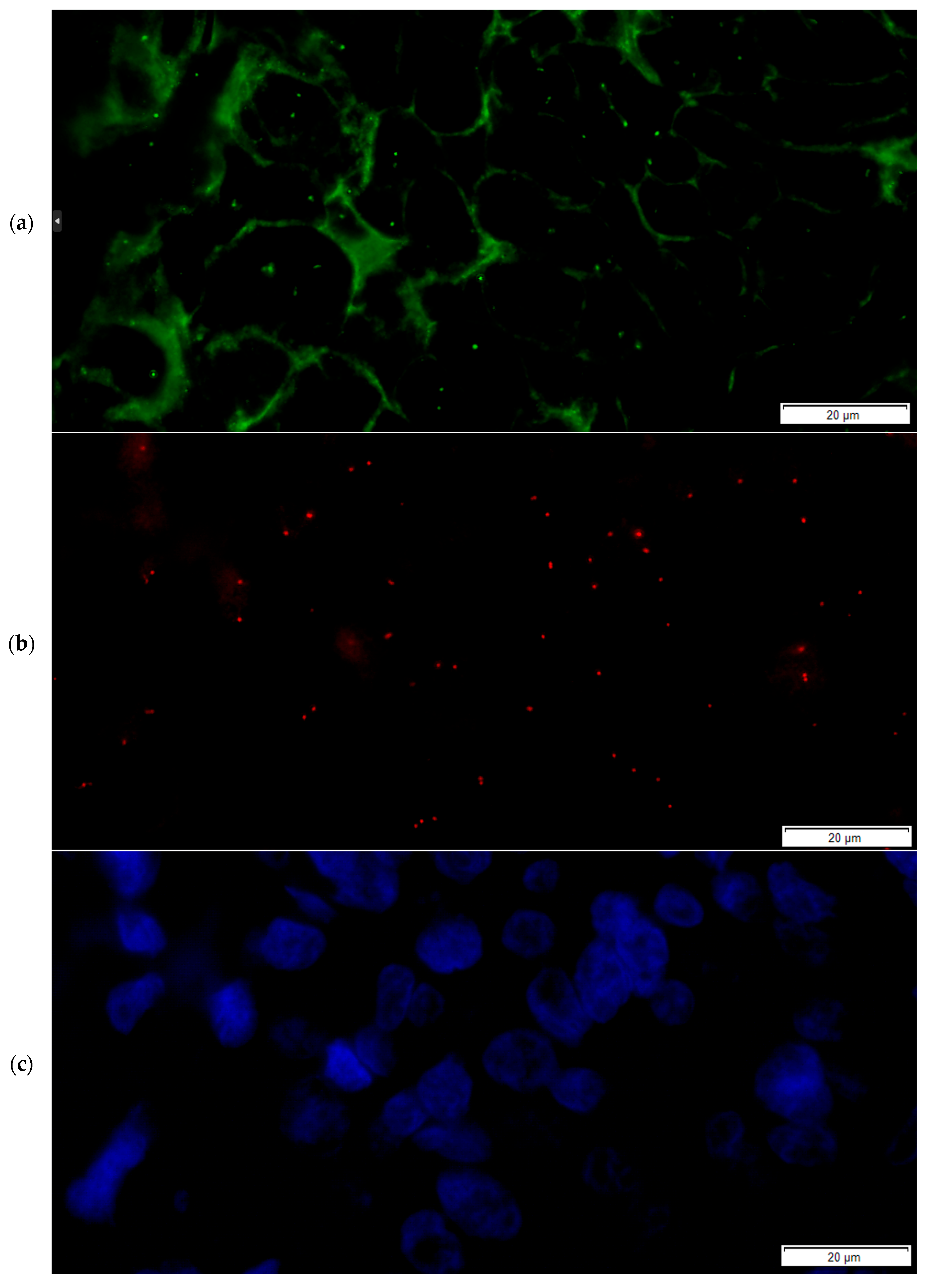Medicina 61 01069 g007a