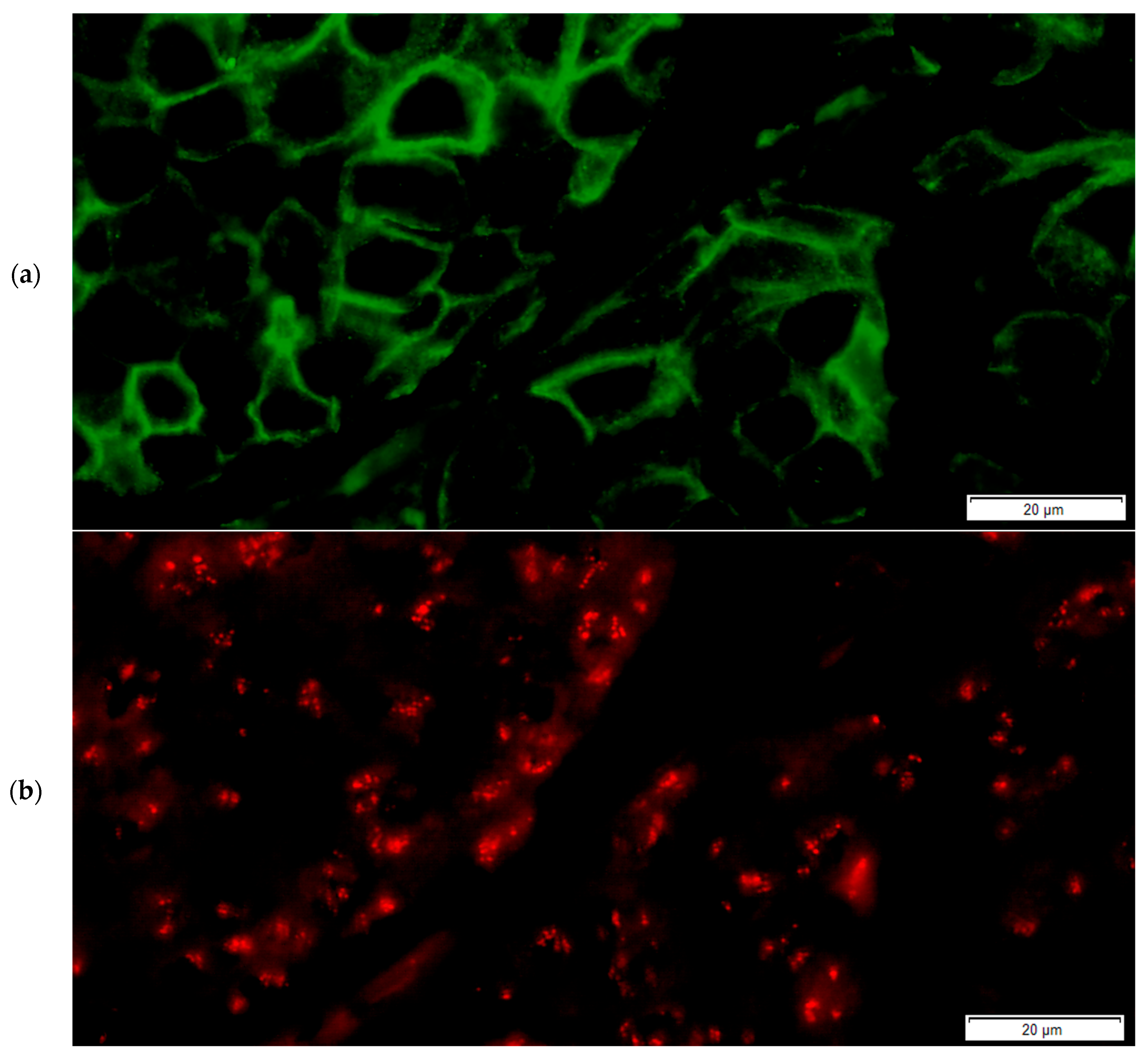 Medicina 61 01069 g008a