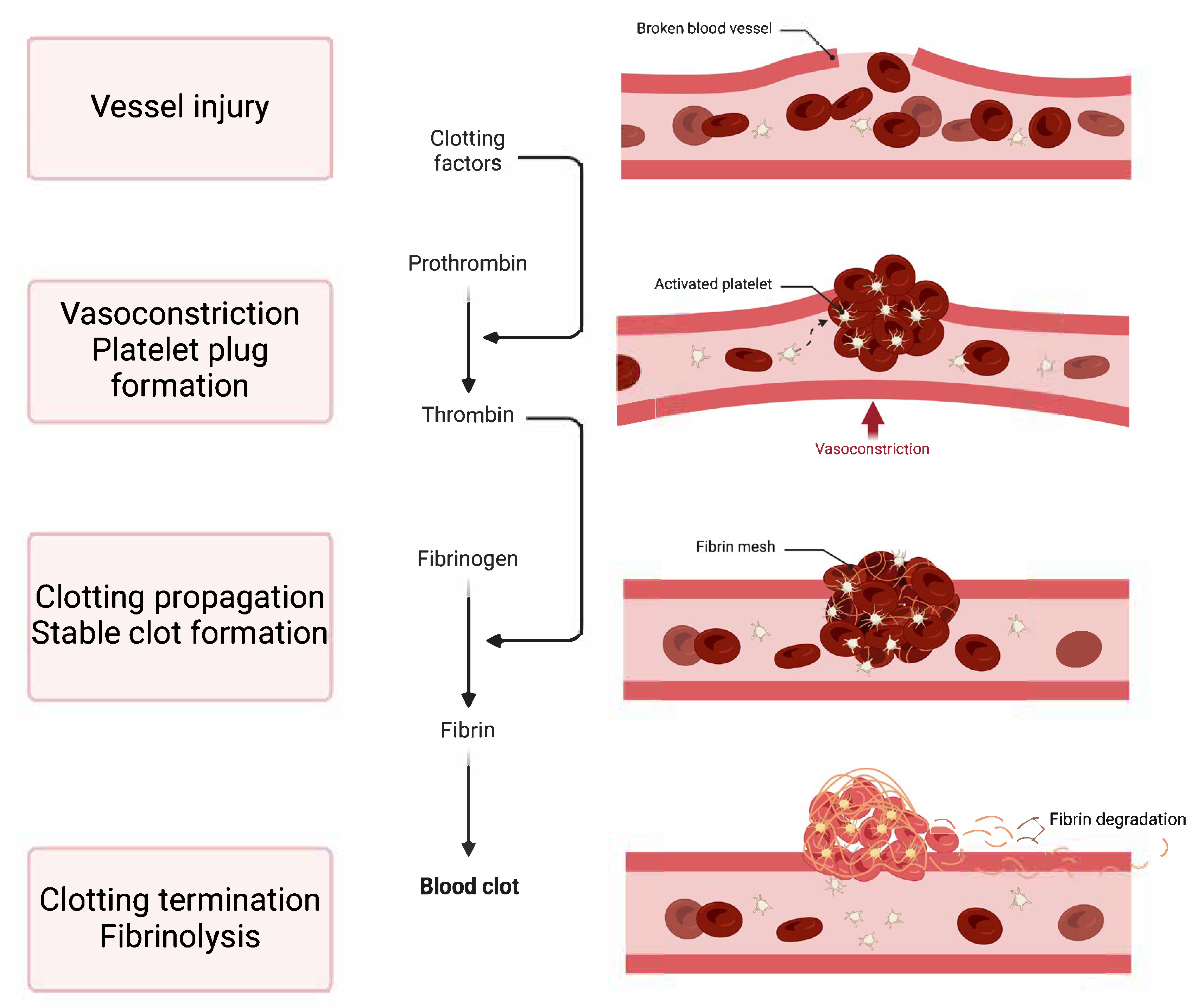 Medicina 61 01087 g001