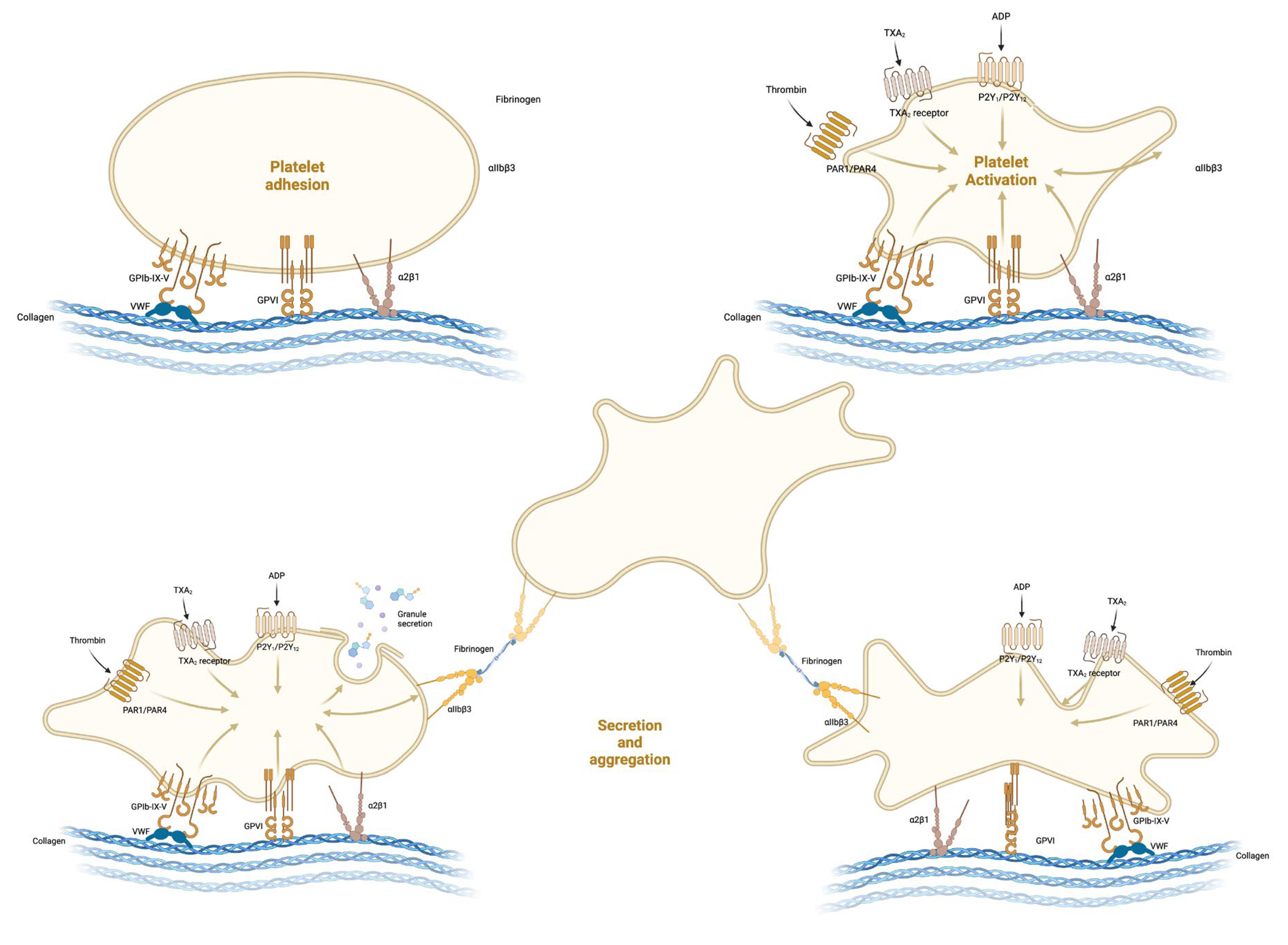 Medicina 61 01087 g002