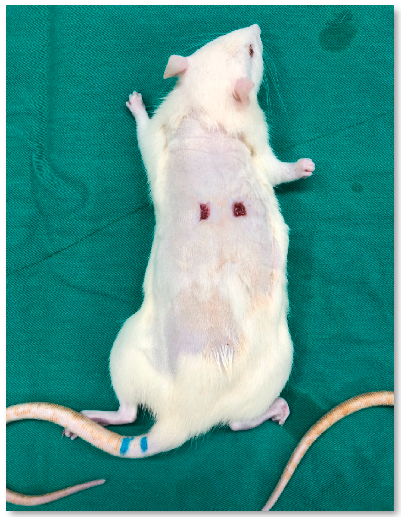 Medicina 61 01098 g001 Medicina 61 01098 g001