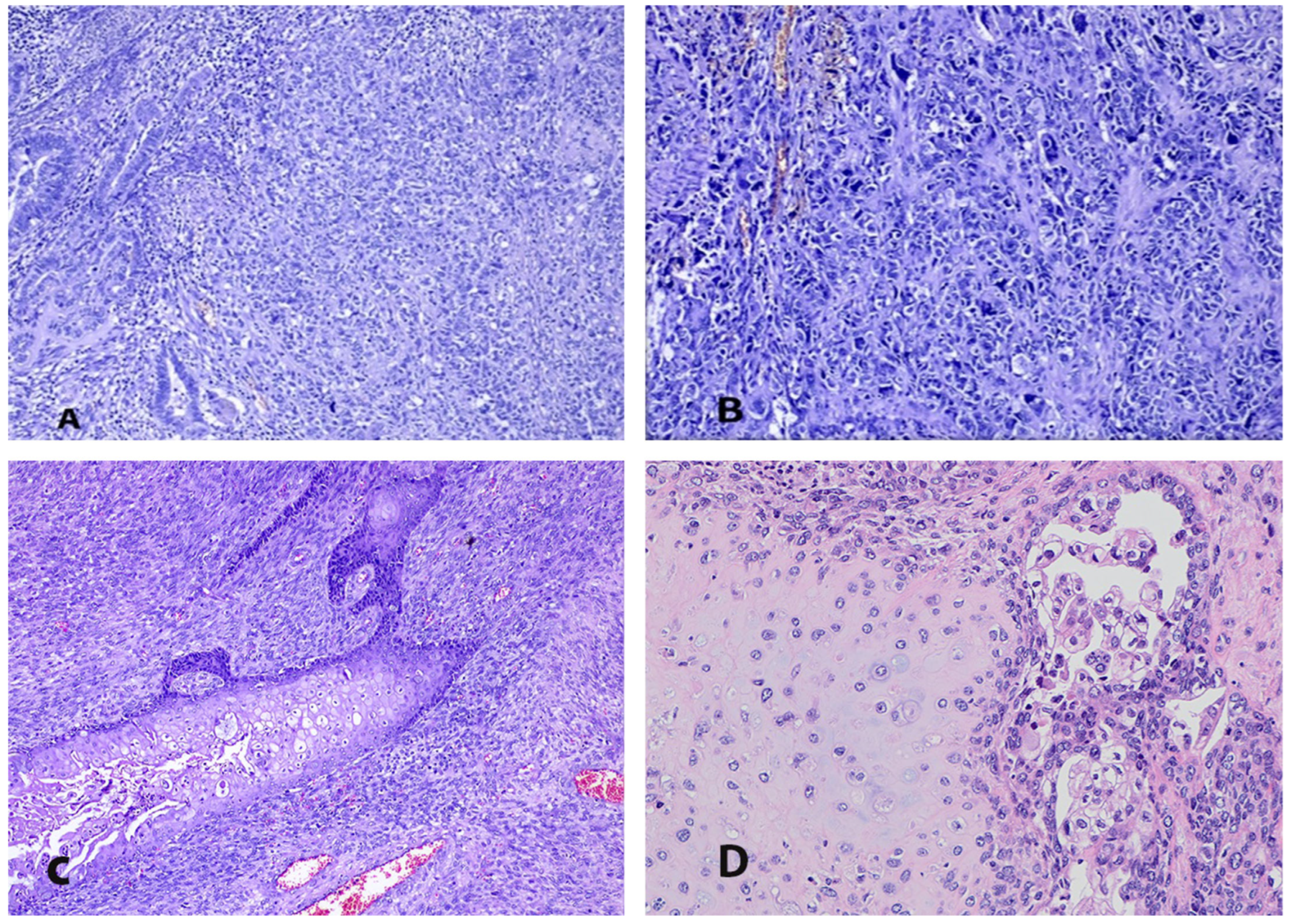 Medicina 61 01156 g002 Medicina 61 01156 g002
