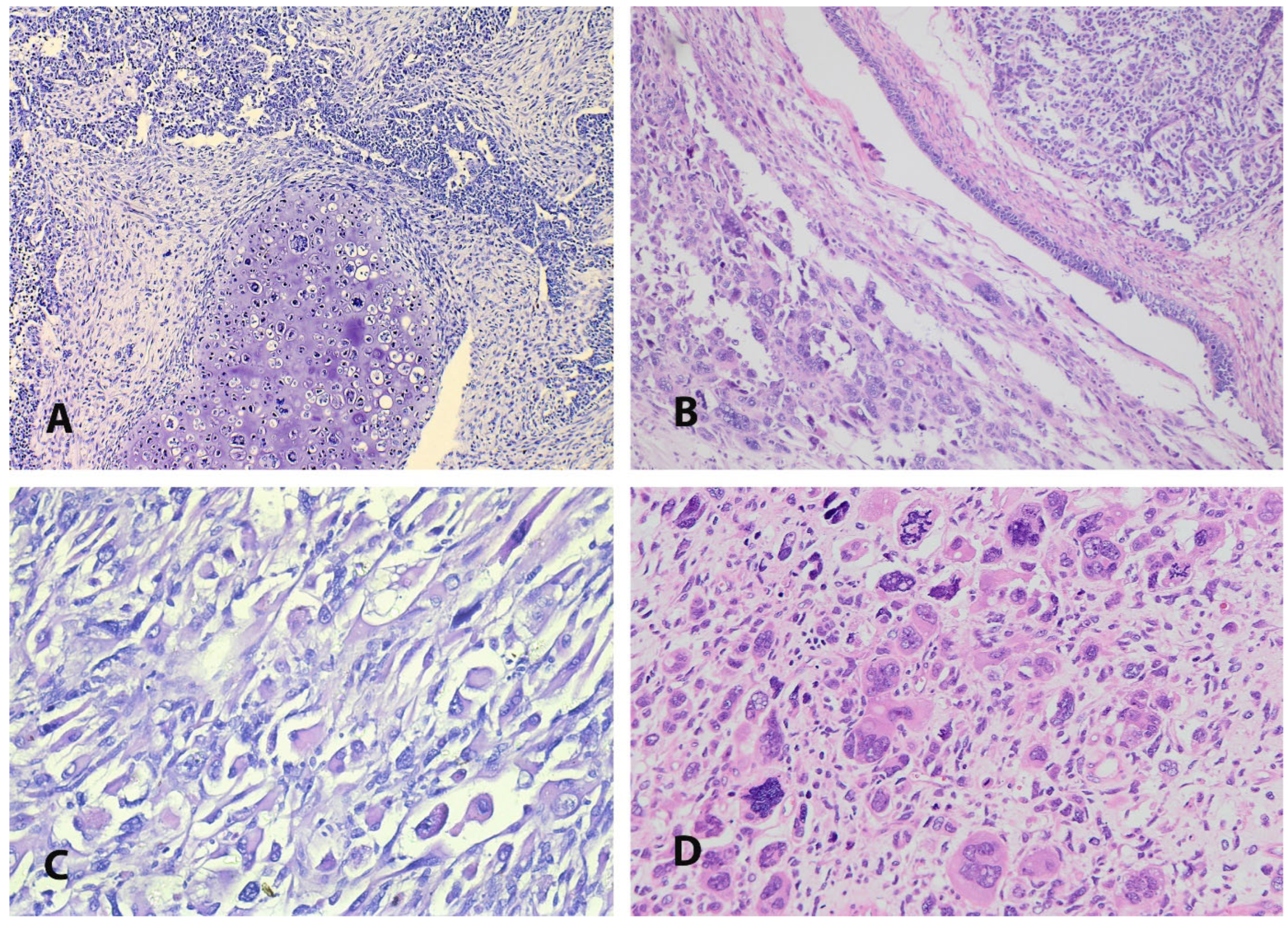 Medicina 61 01156 g003 Medicina 61 01156 g003