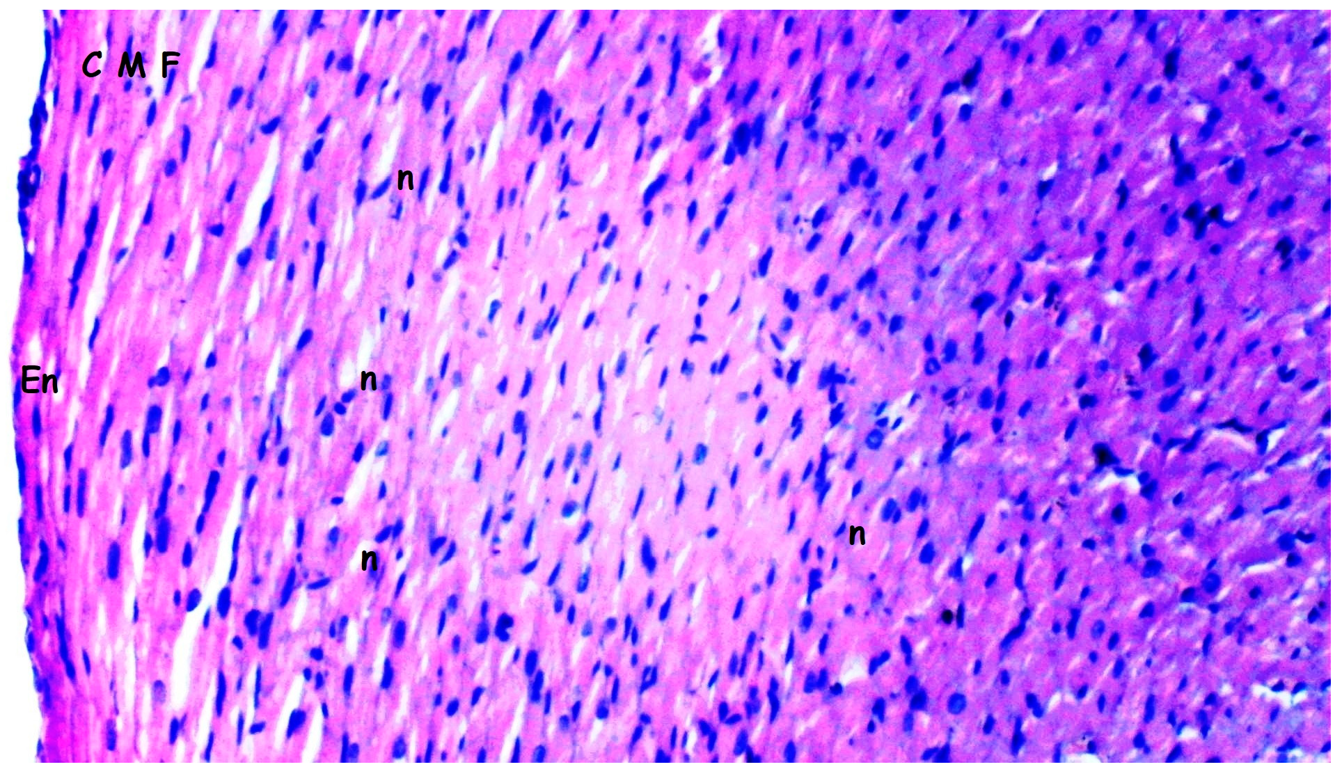 Medicina 61 01298 g003