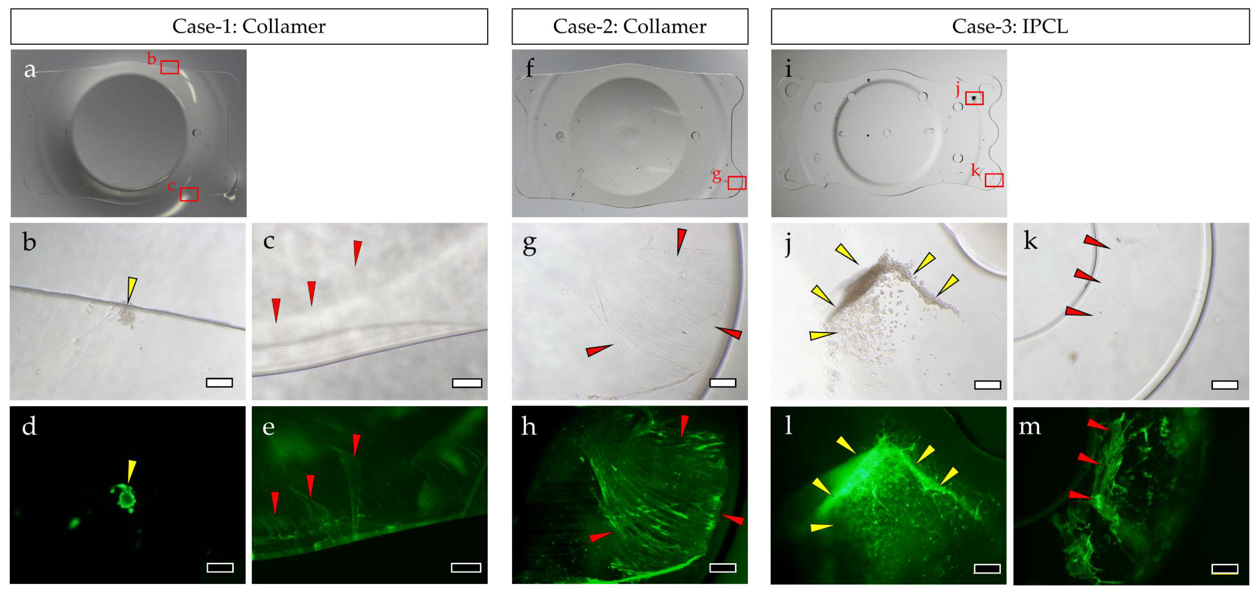Medicina 61 01384 g001