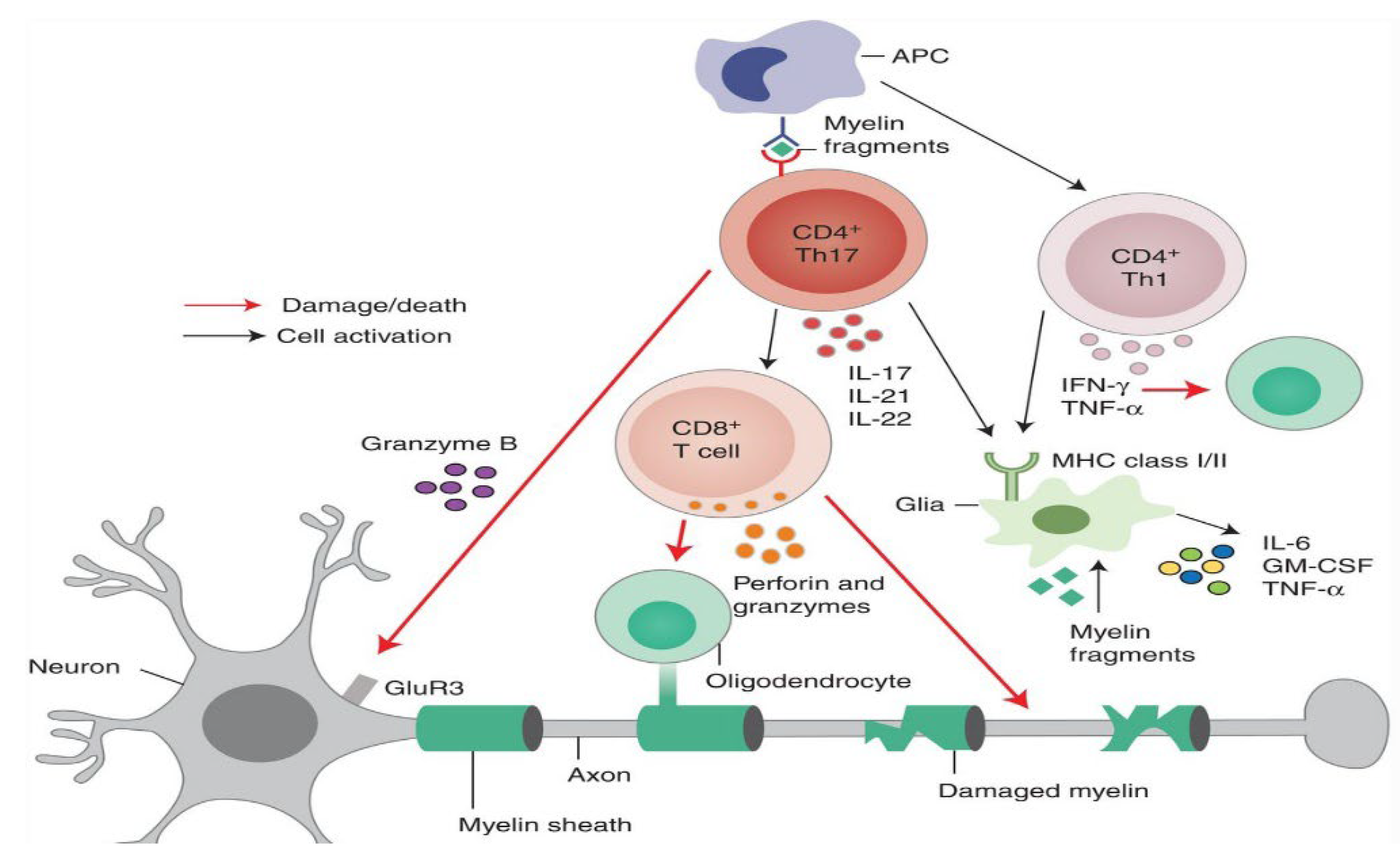 Medicina 61 01409 g001