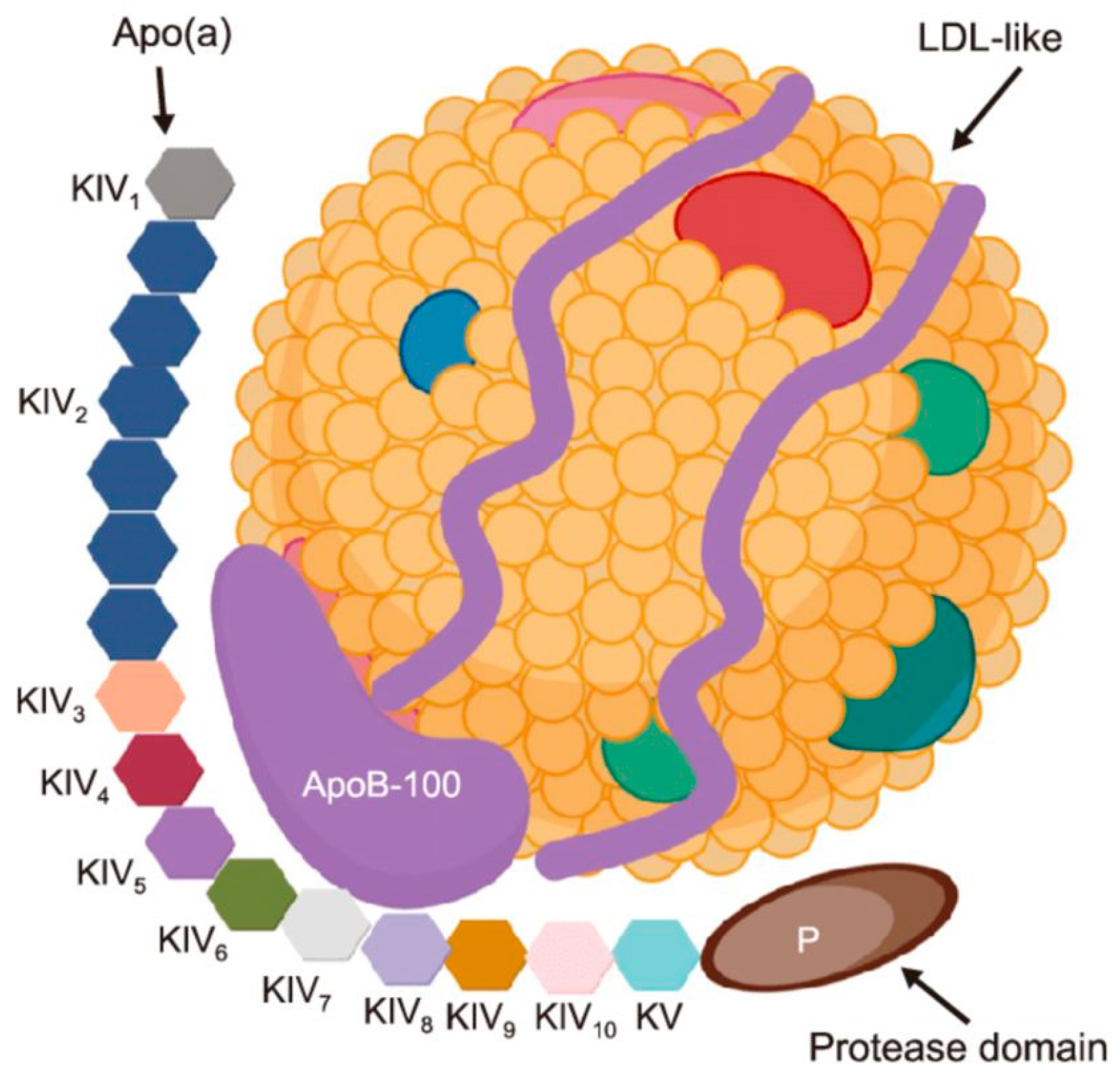 Medicina 61 01615 g003 Medicina 61 01615 g003
