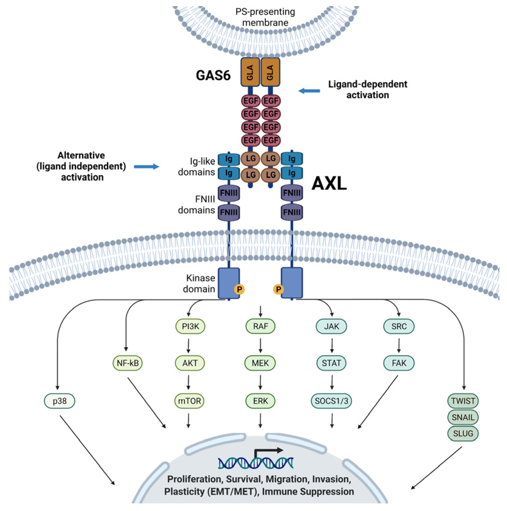 Medicina 61 01619 g001 Medicina 61 01619 g001