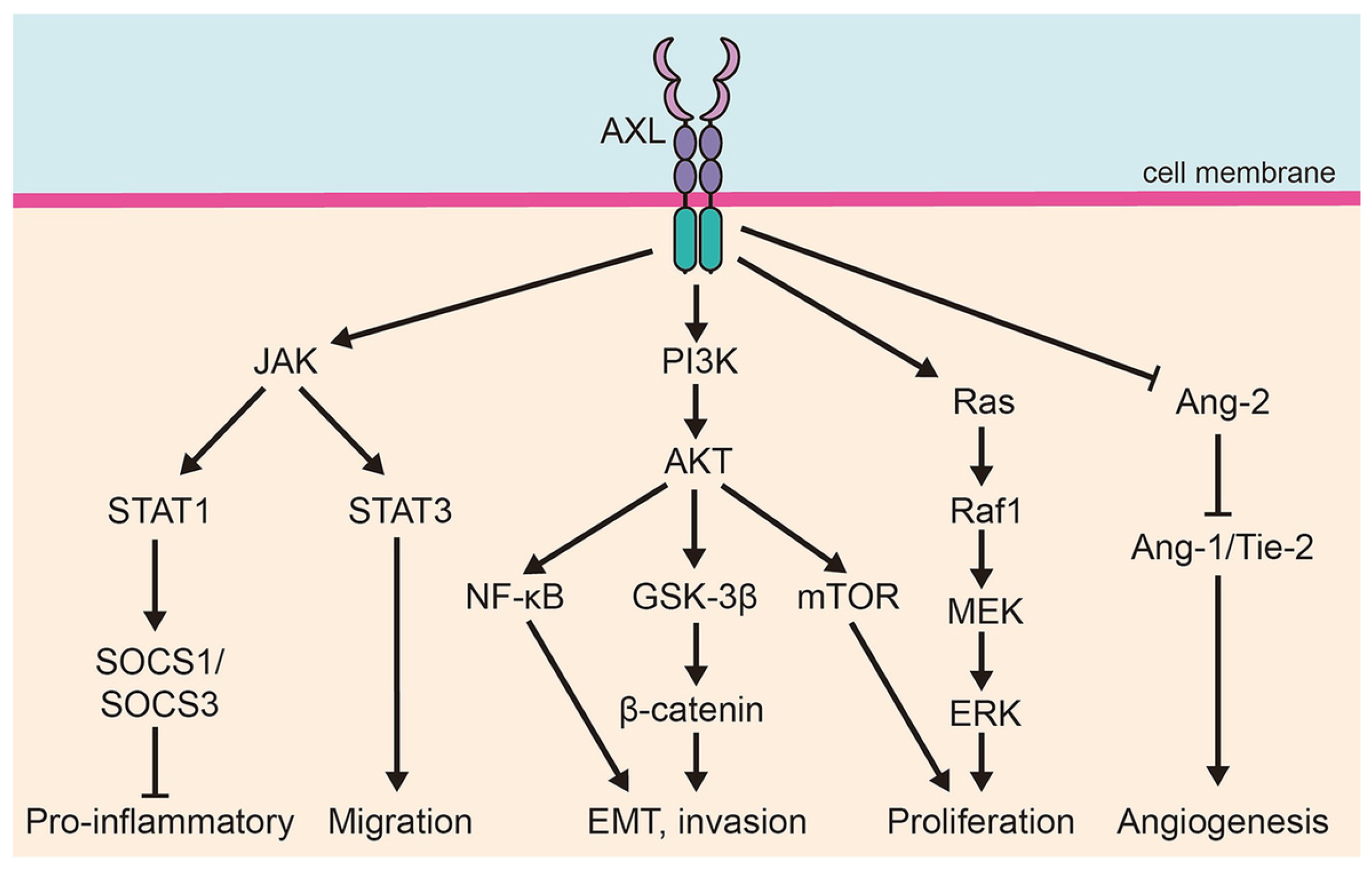 Medicina 61 01619 g002 Medicina 61 01619 g002