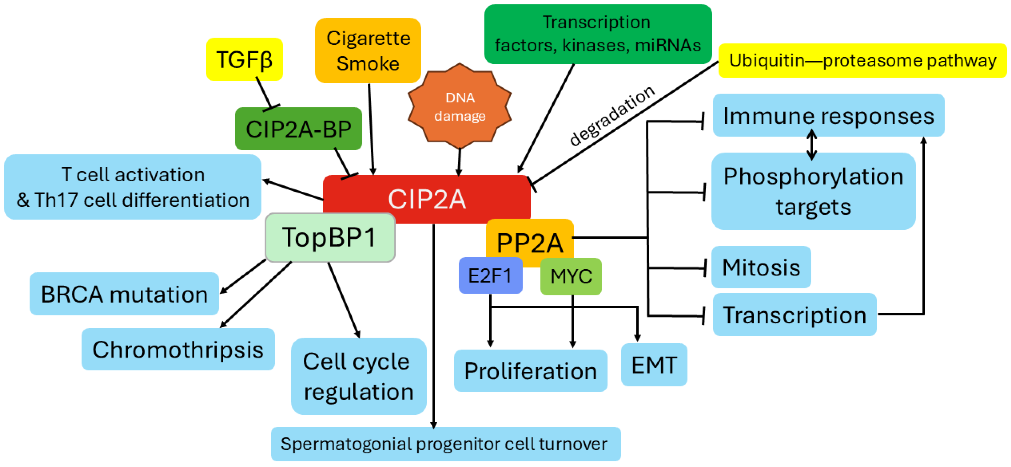 The Emerging Role of the Cancerous Inhibitor of Protein