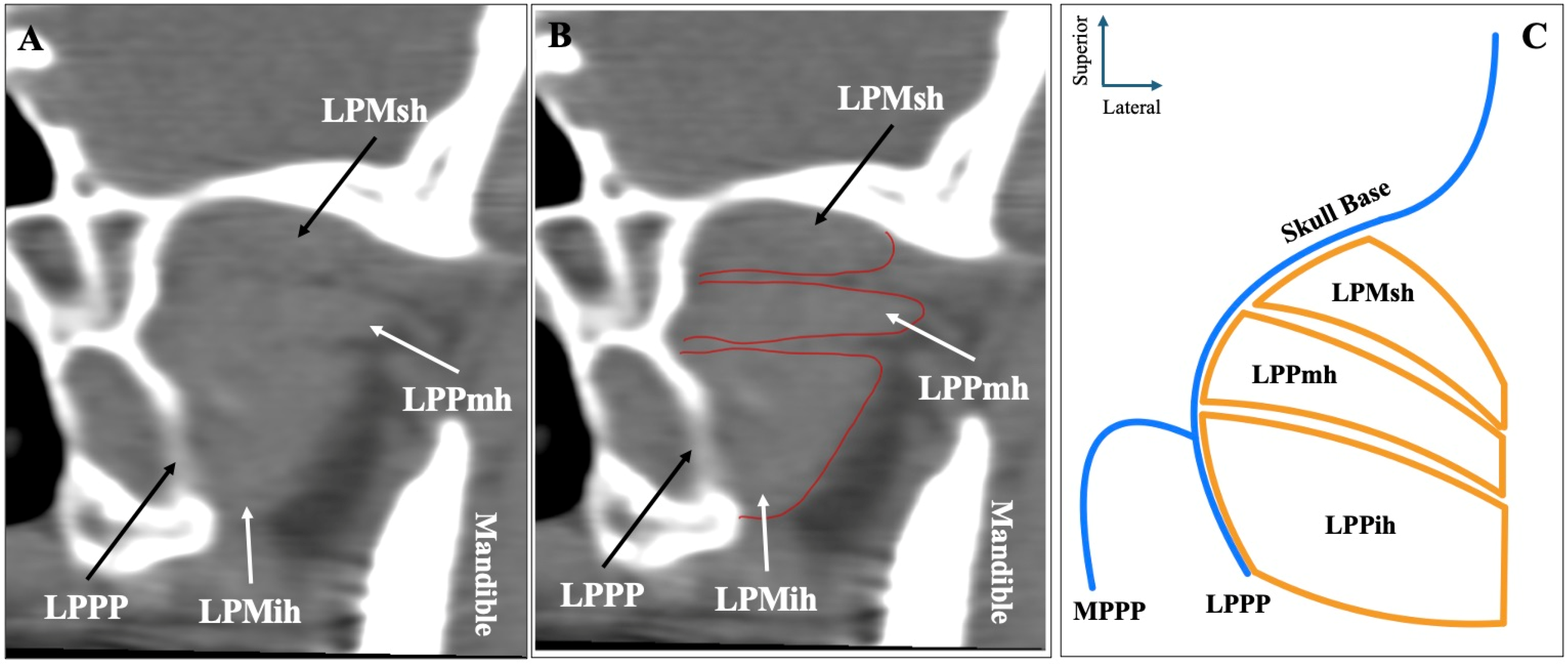 Medicina 61 01780 g002 Medicina 61 01780 g002