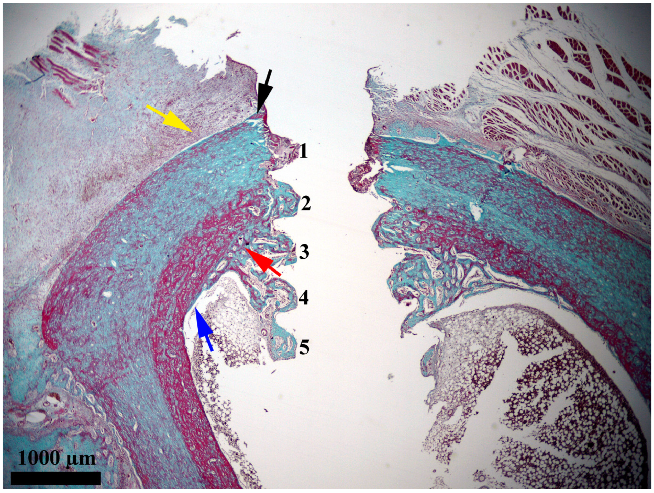 Medicina 61 01841 g003