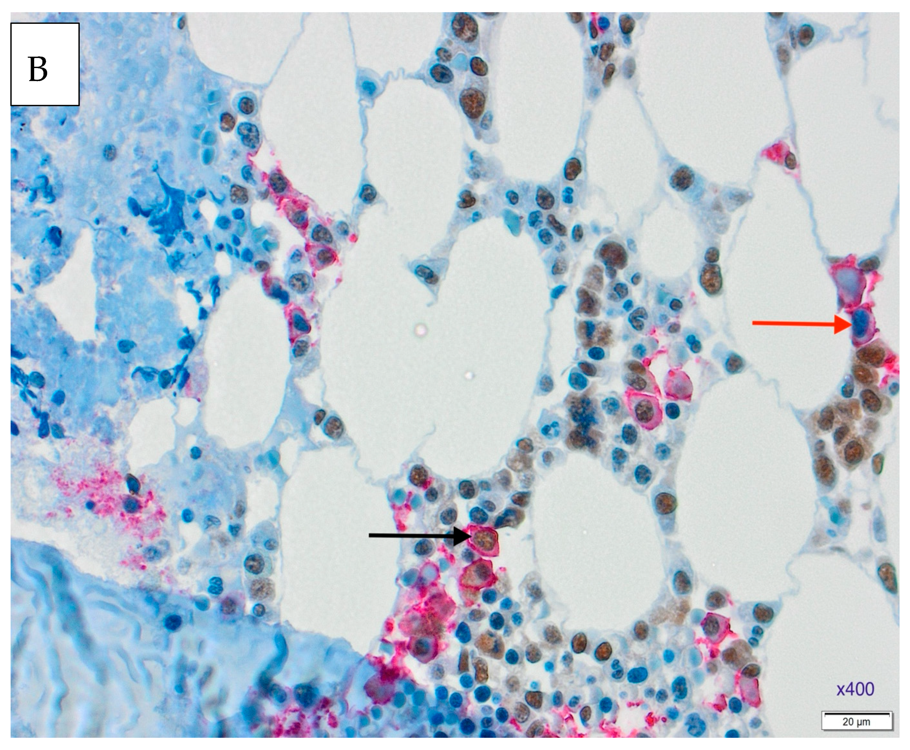 Medicina 61 01948 g001b Medicina 61 01948 g001b
