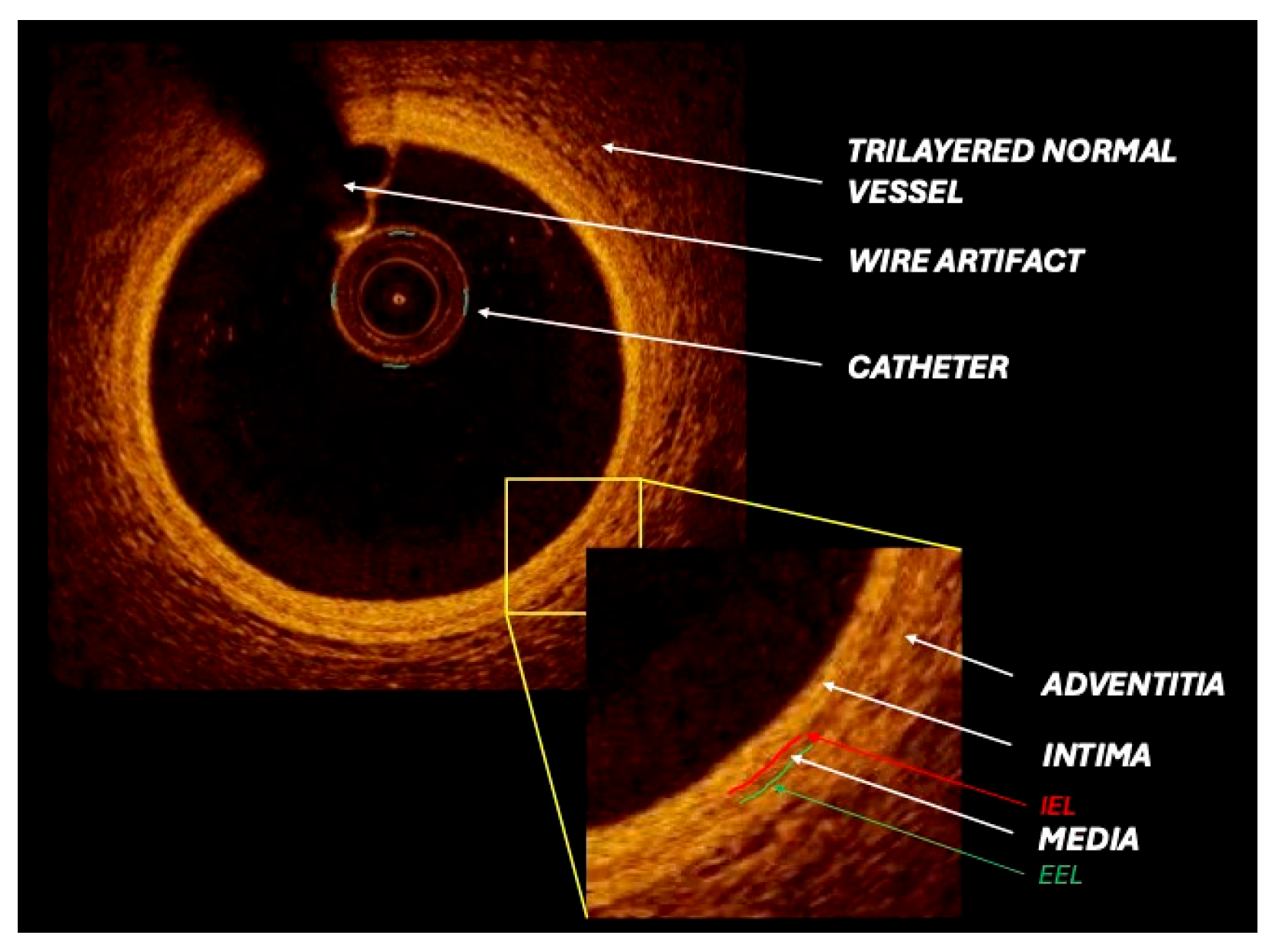 Medicina 61 02019 g001