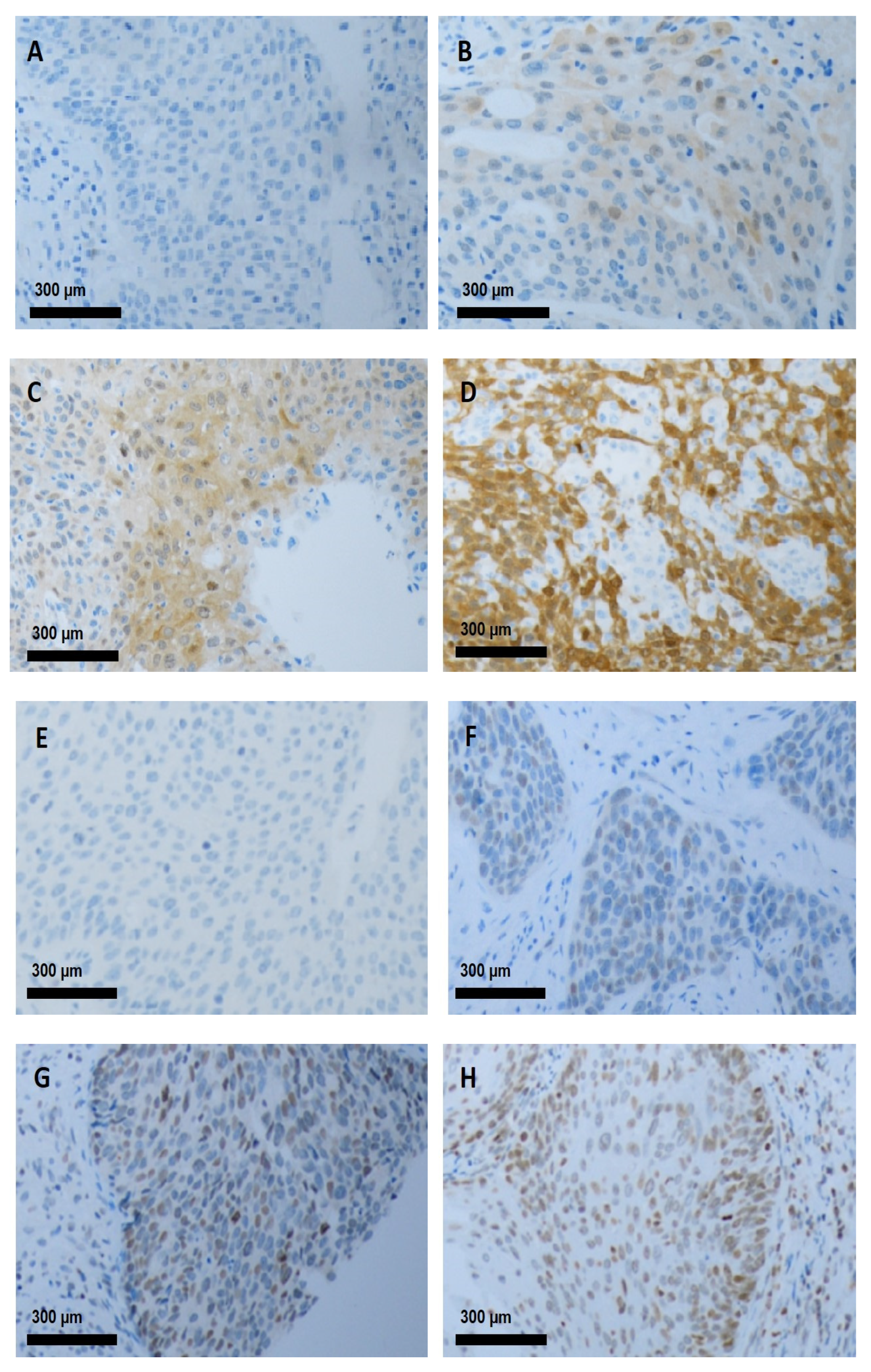 Medicina 61 02134 g001