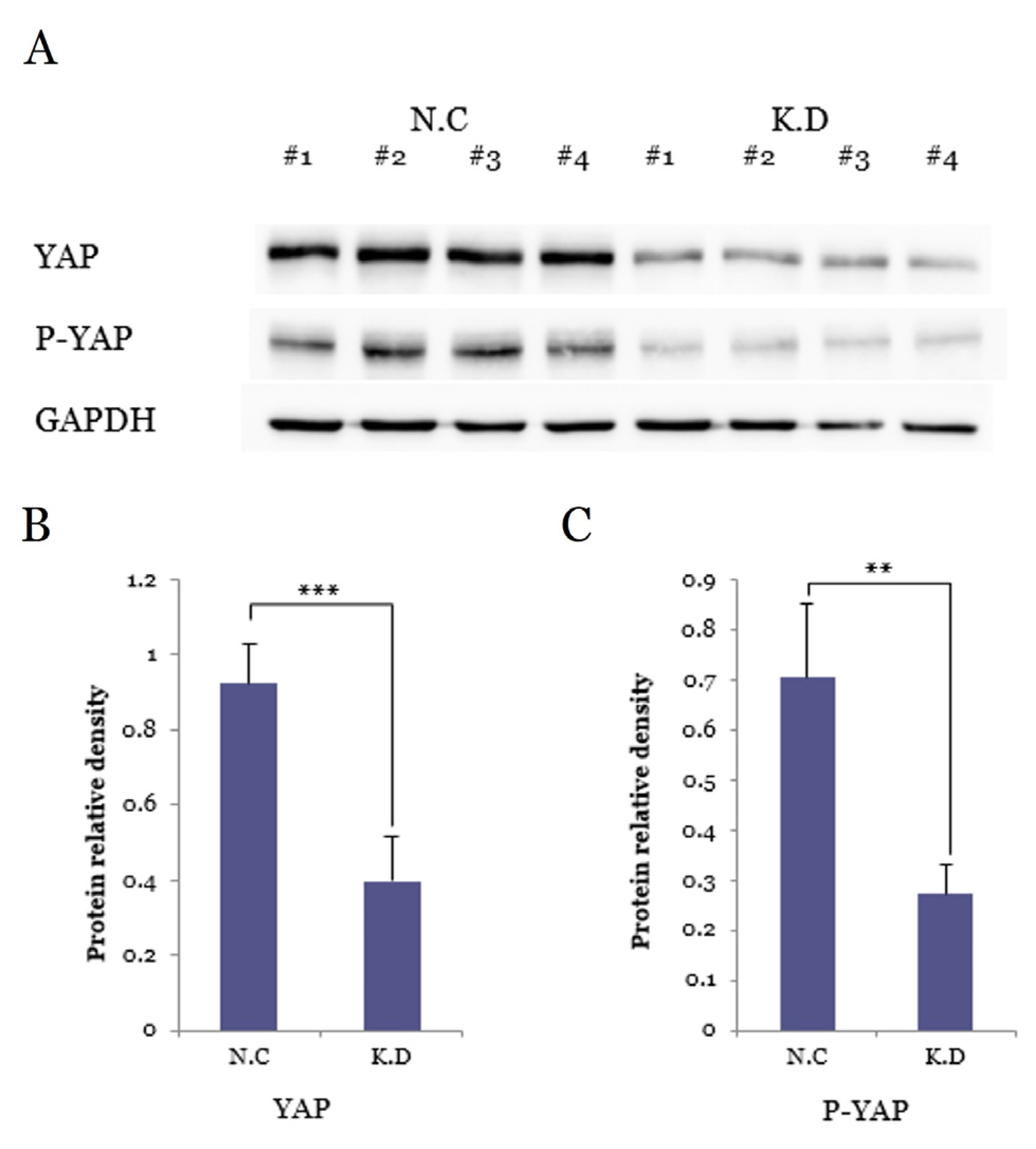 Medicina 61 02134 g003