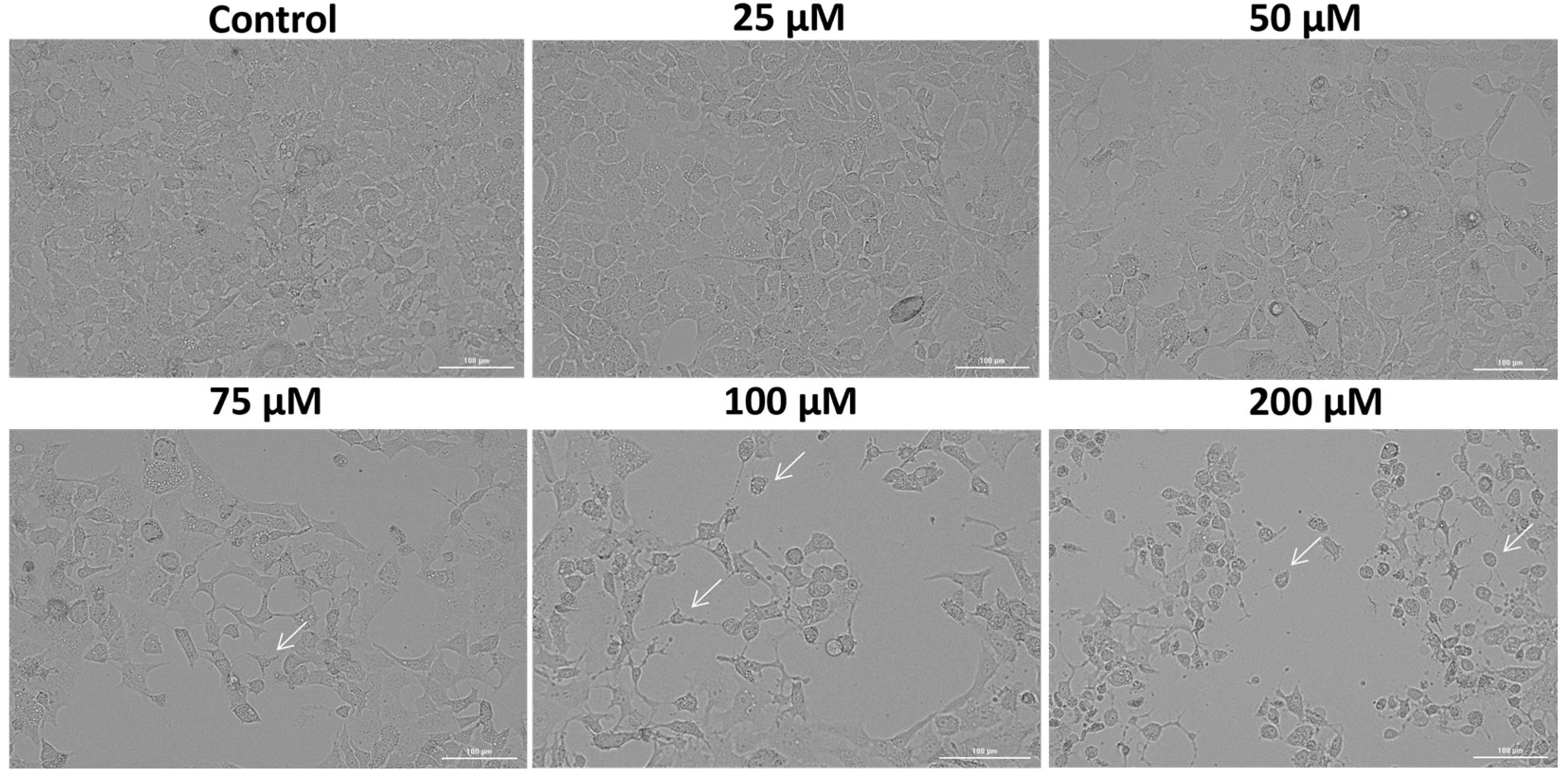 Medicina 61 02197 g002 Medicina 61 02197 g002