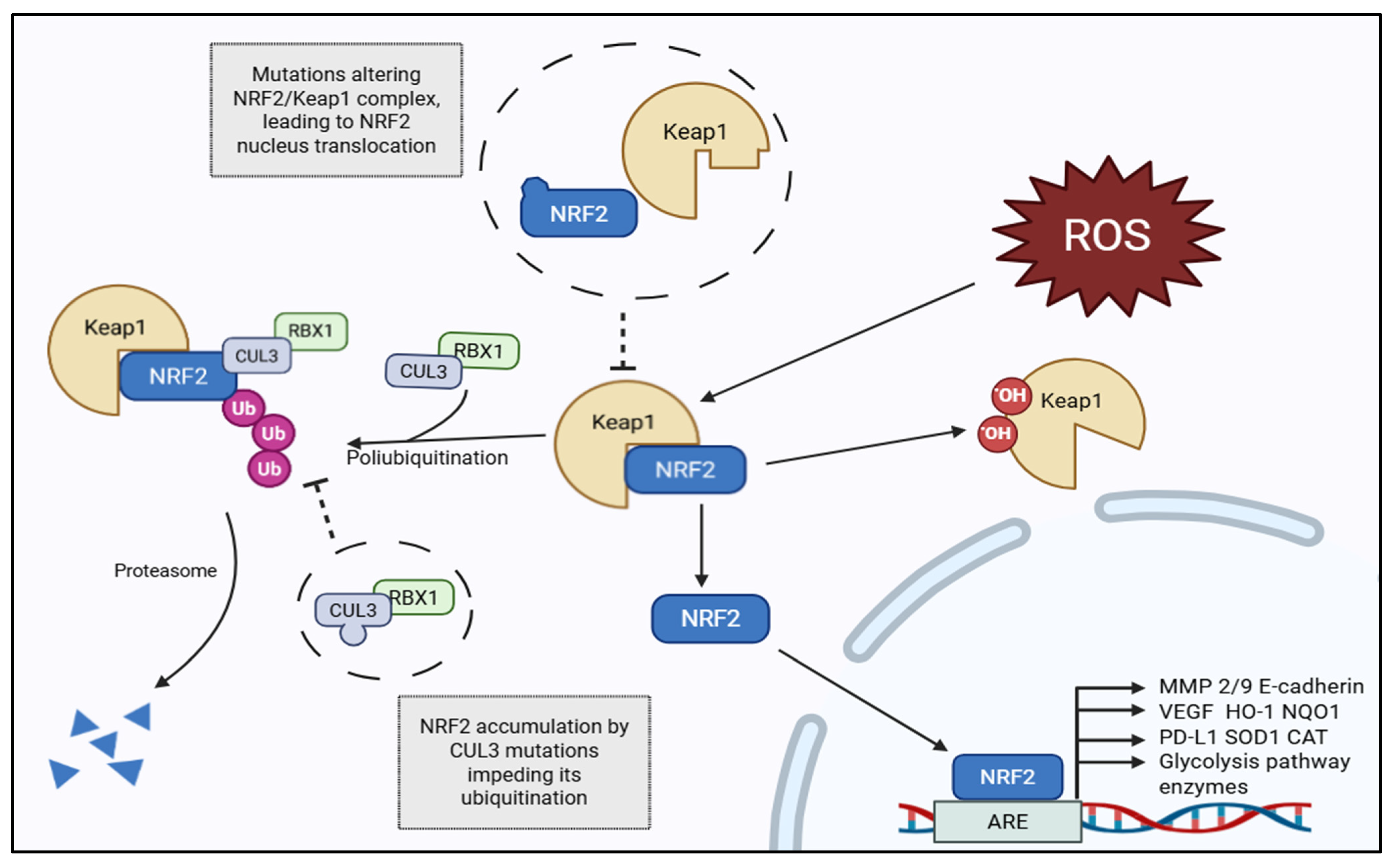 Medicina 61 02224 g001 Medicina 61 02224 g001
