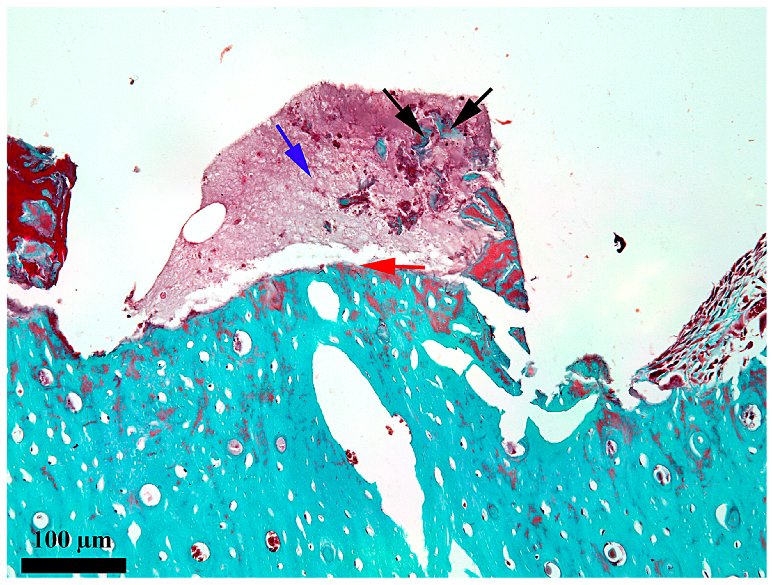 Medicina 62 00072 g004