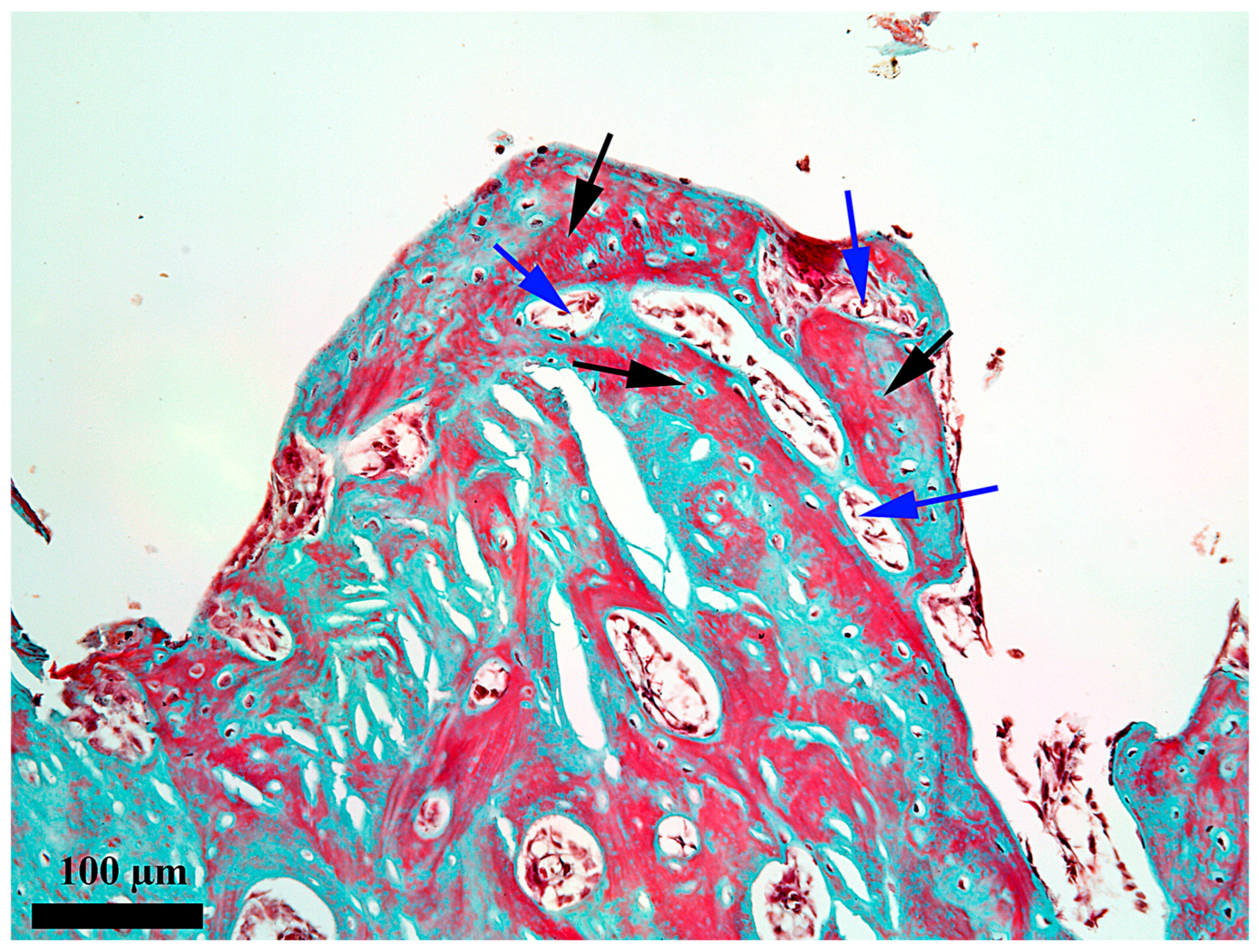 Medicina 62 00072 g008