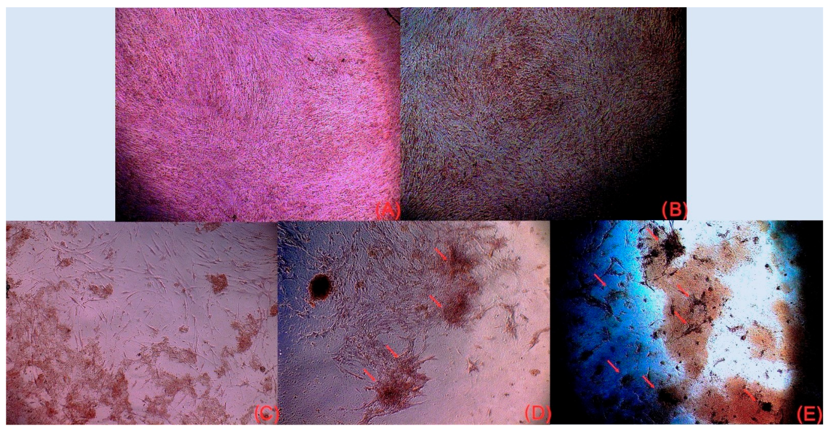 Medicina 62 00073 g006