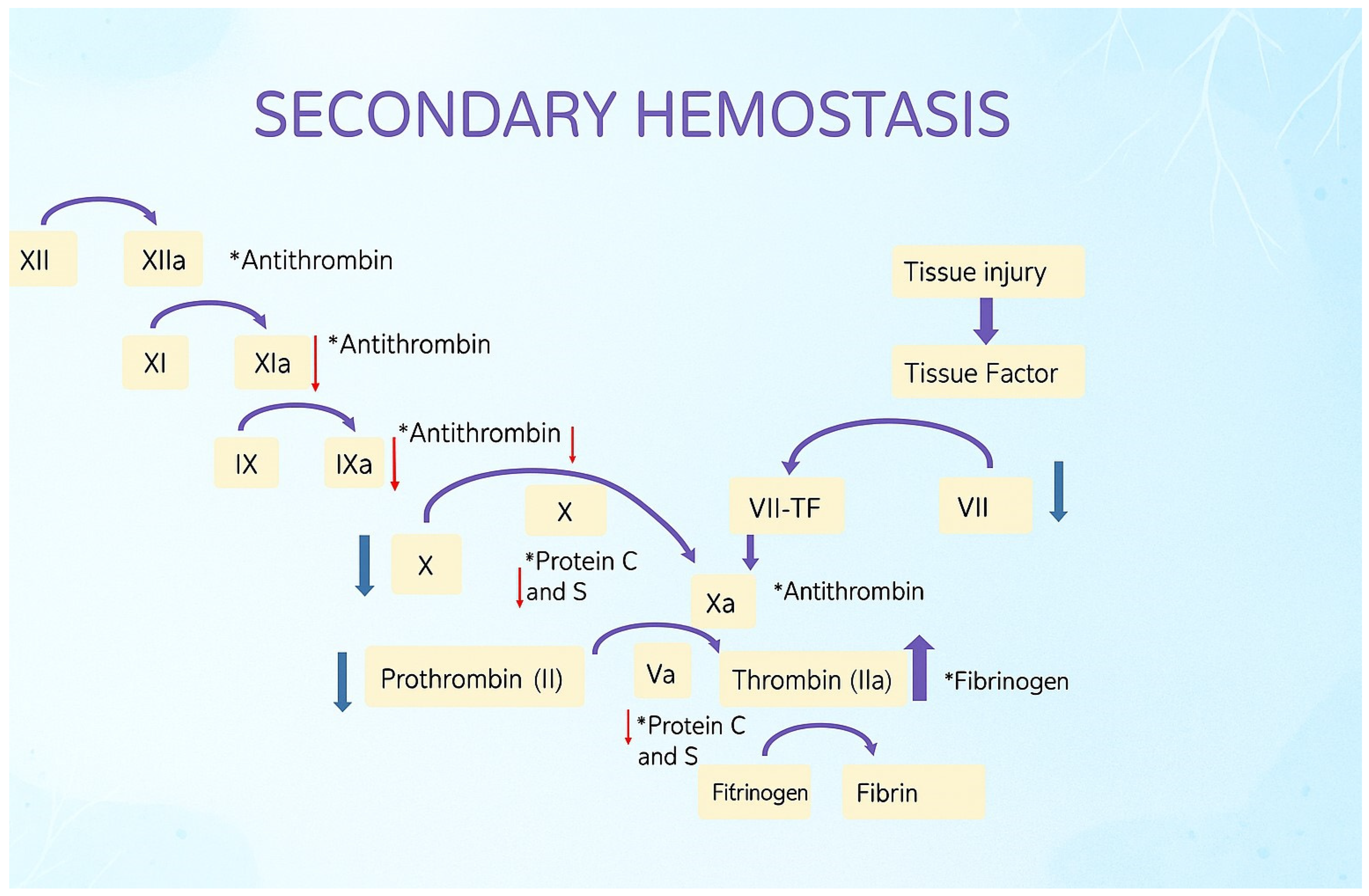 Medicina 62 00104 g001