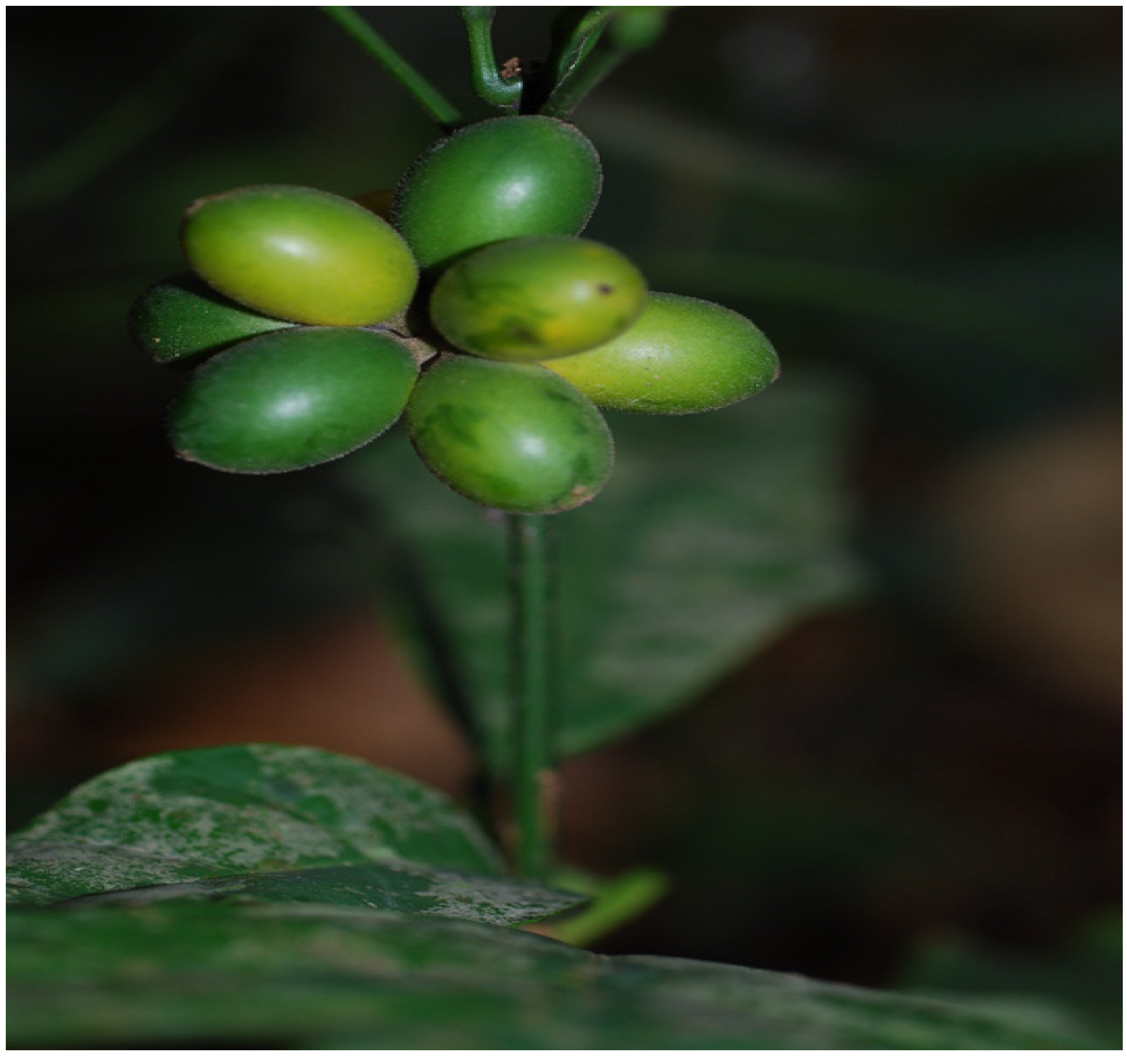 Medicines 04 00050 g002