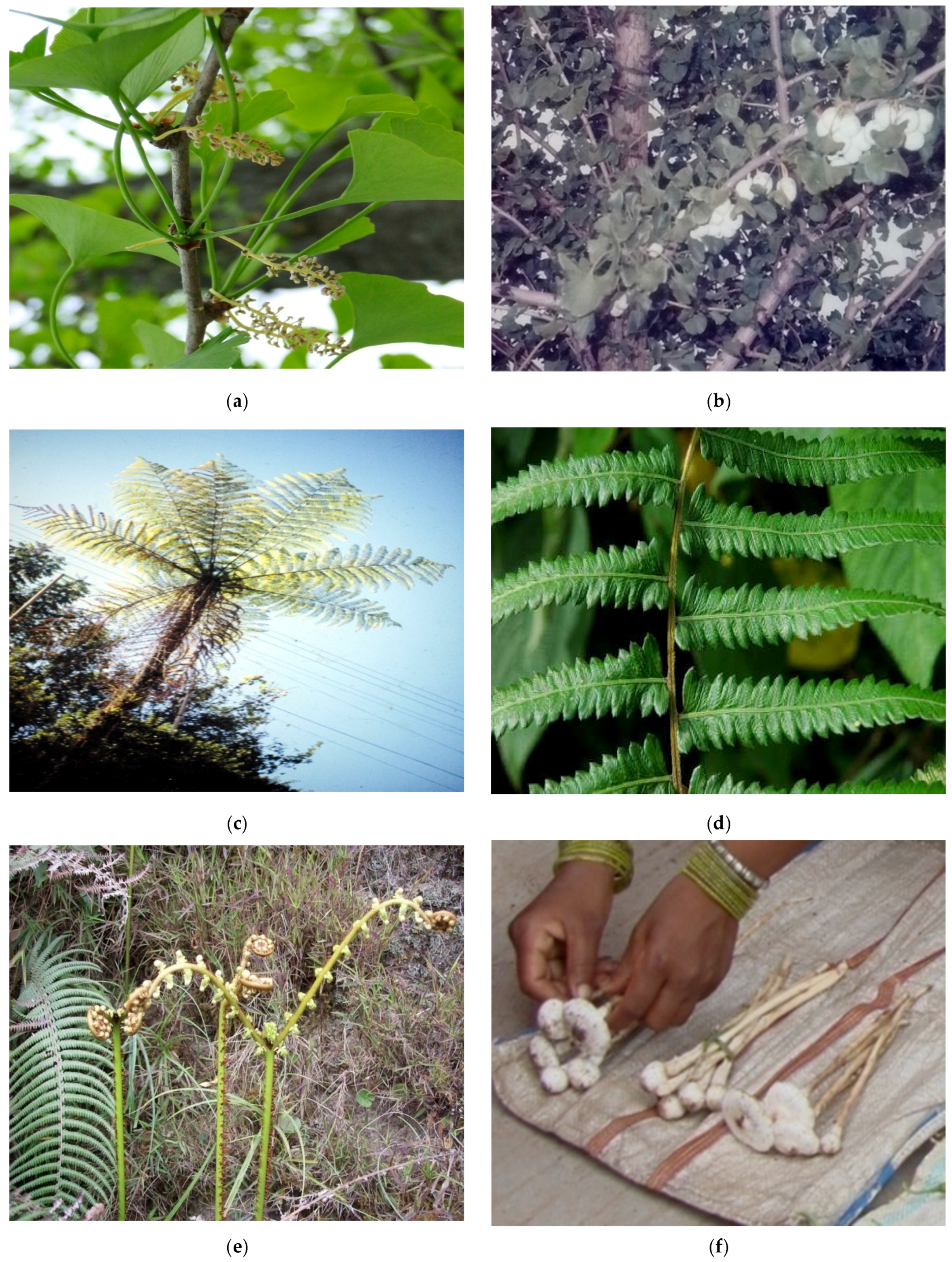 Medicines 04 00082 g003 550