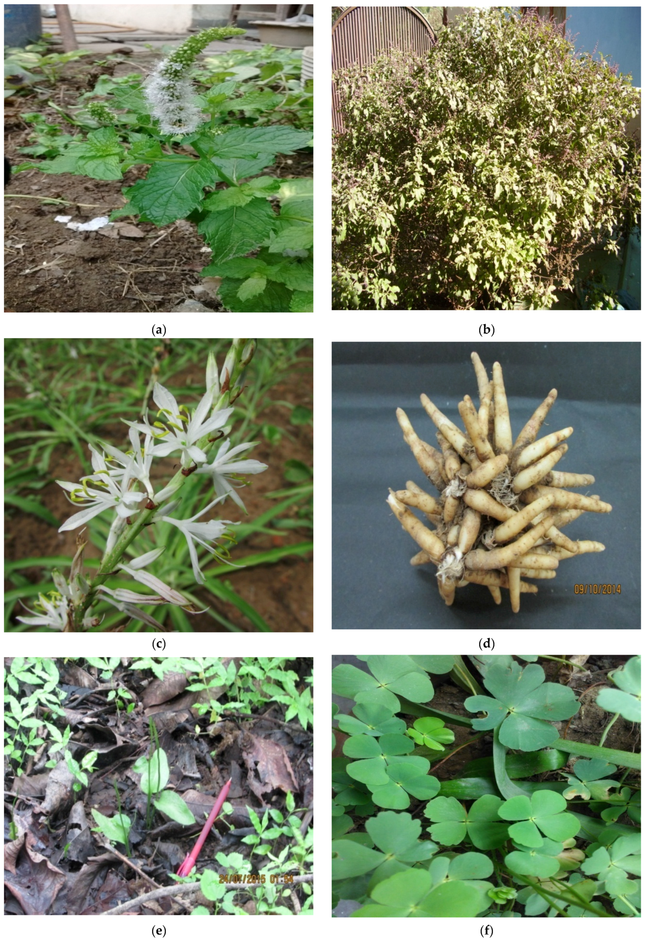 Medicines 04 00082 g004 550