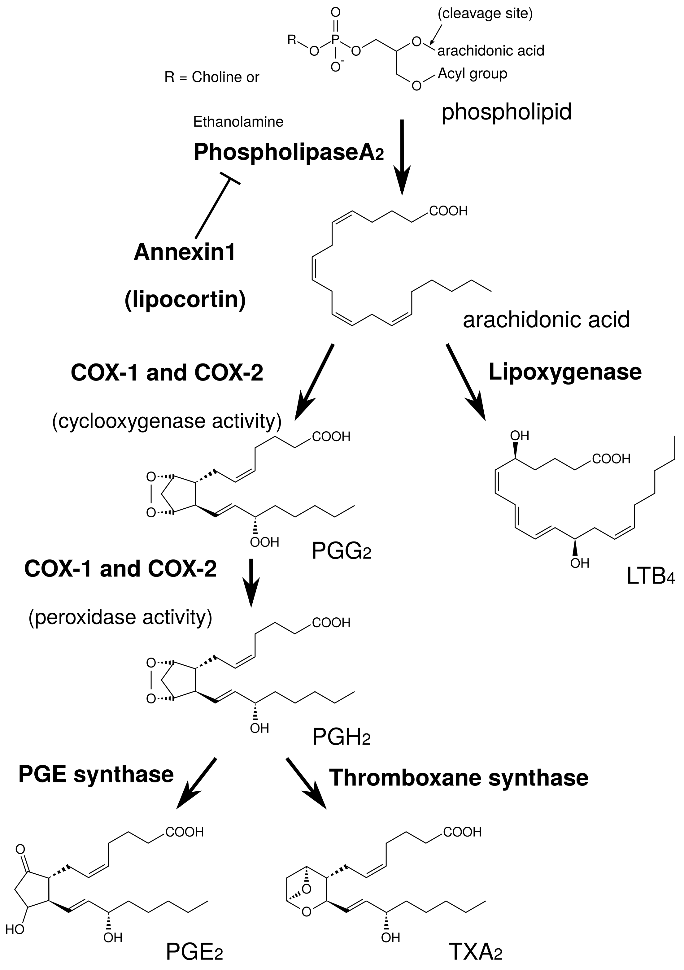 Medicines 05 00122 g002