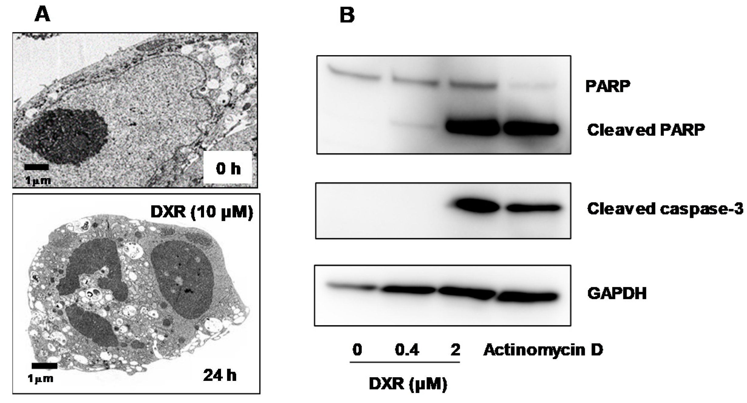 Medicines 06 00004 g002 Medicines 06 00004 g002