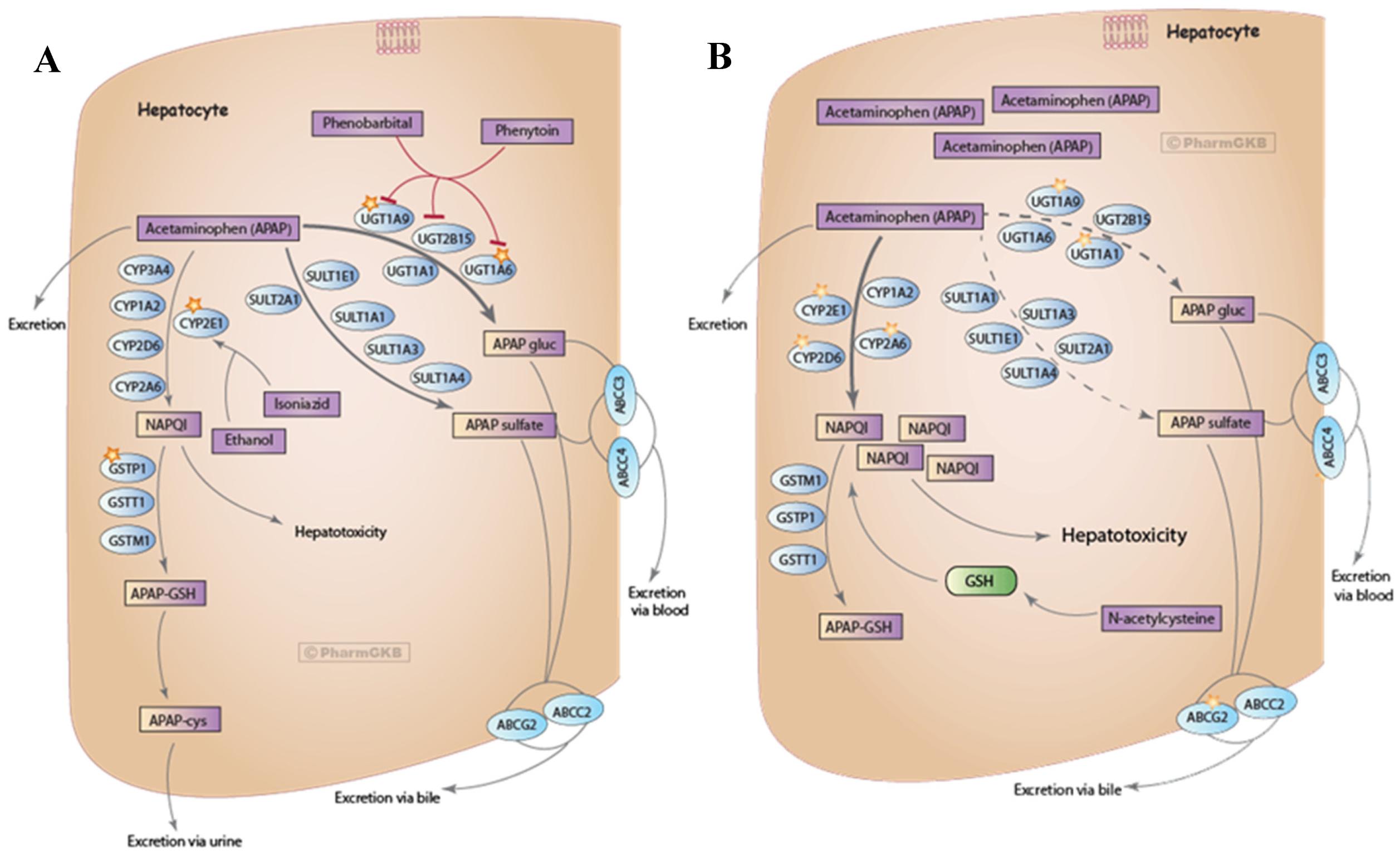 acetaminophen and alcohol metabolism