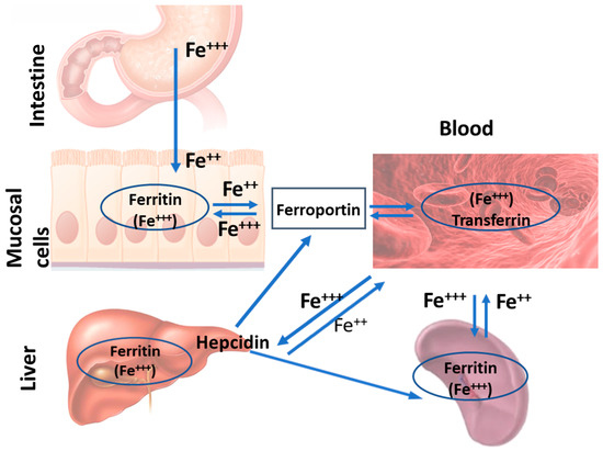 Iron in store the body