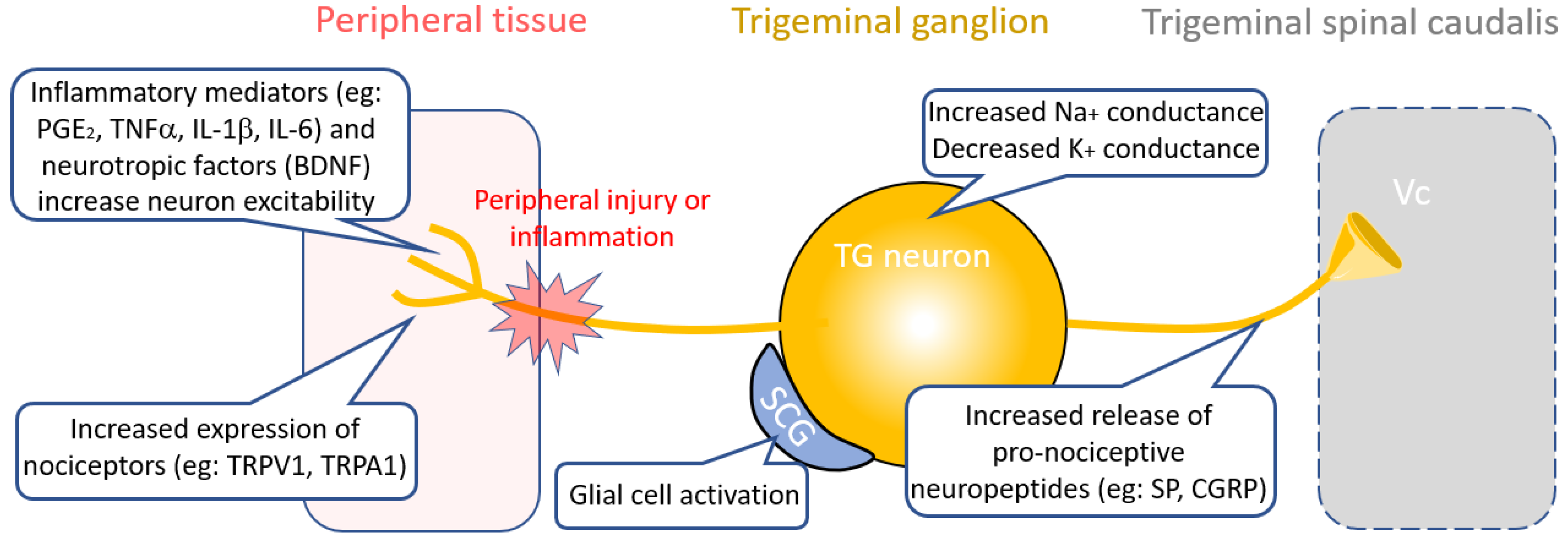 Medicines 06 00091 g002