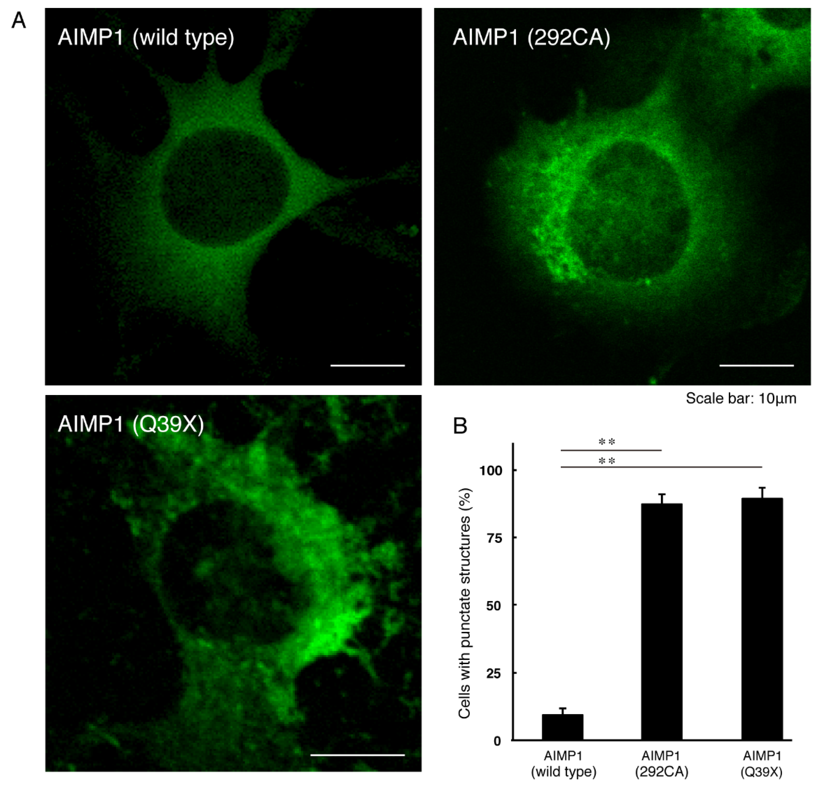 Medicines 07 00025 g001 Medicines 07 00025 g001