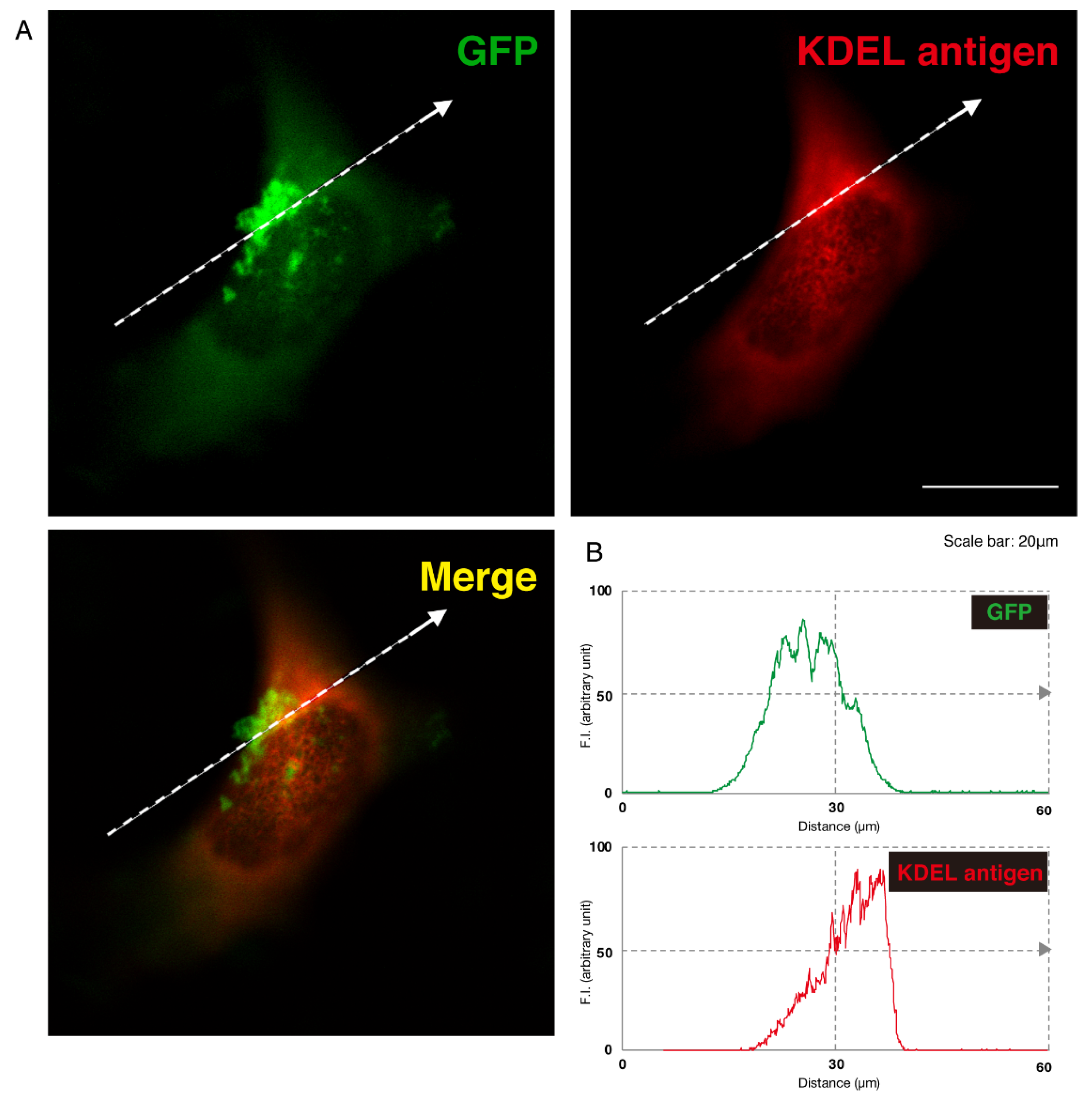 Medicines 07 00025 g002 Medicines 07 00025 g002